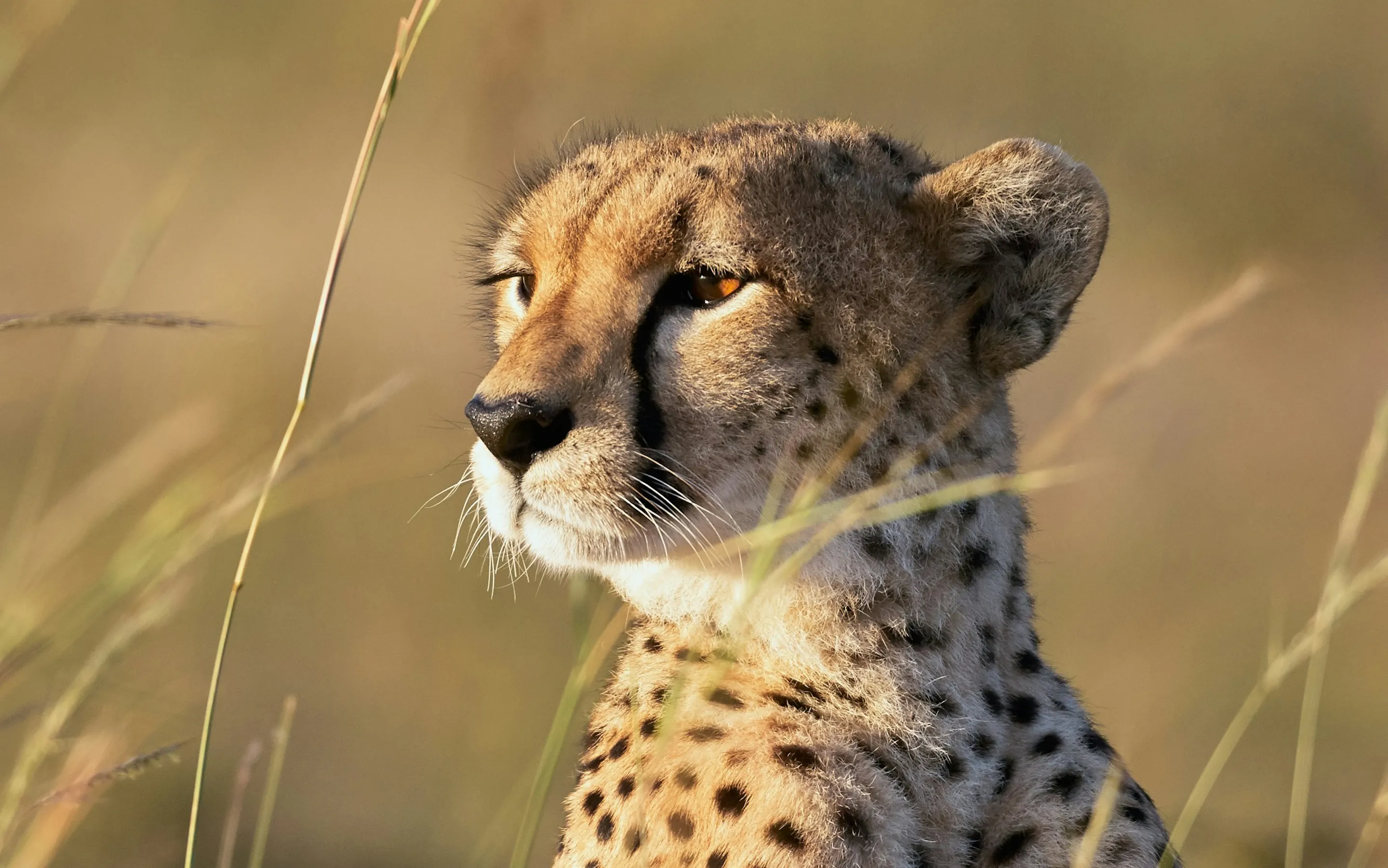 A cheetah sits alert in tall golden grass, its spotted coat clearly visible in warm sunlight.