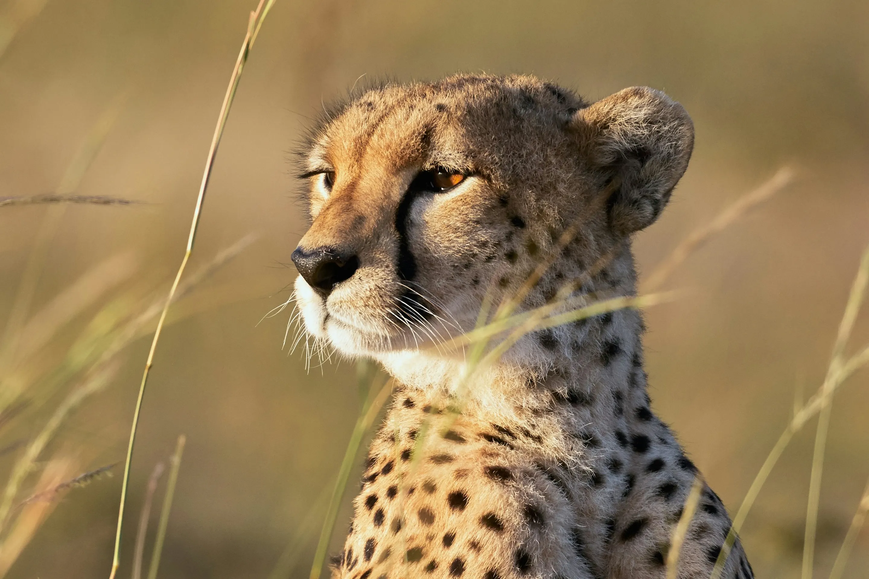 A cheetah sits alert in tall golden grass, its spotted coat clearly visible in warm sunlight.