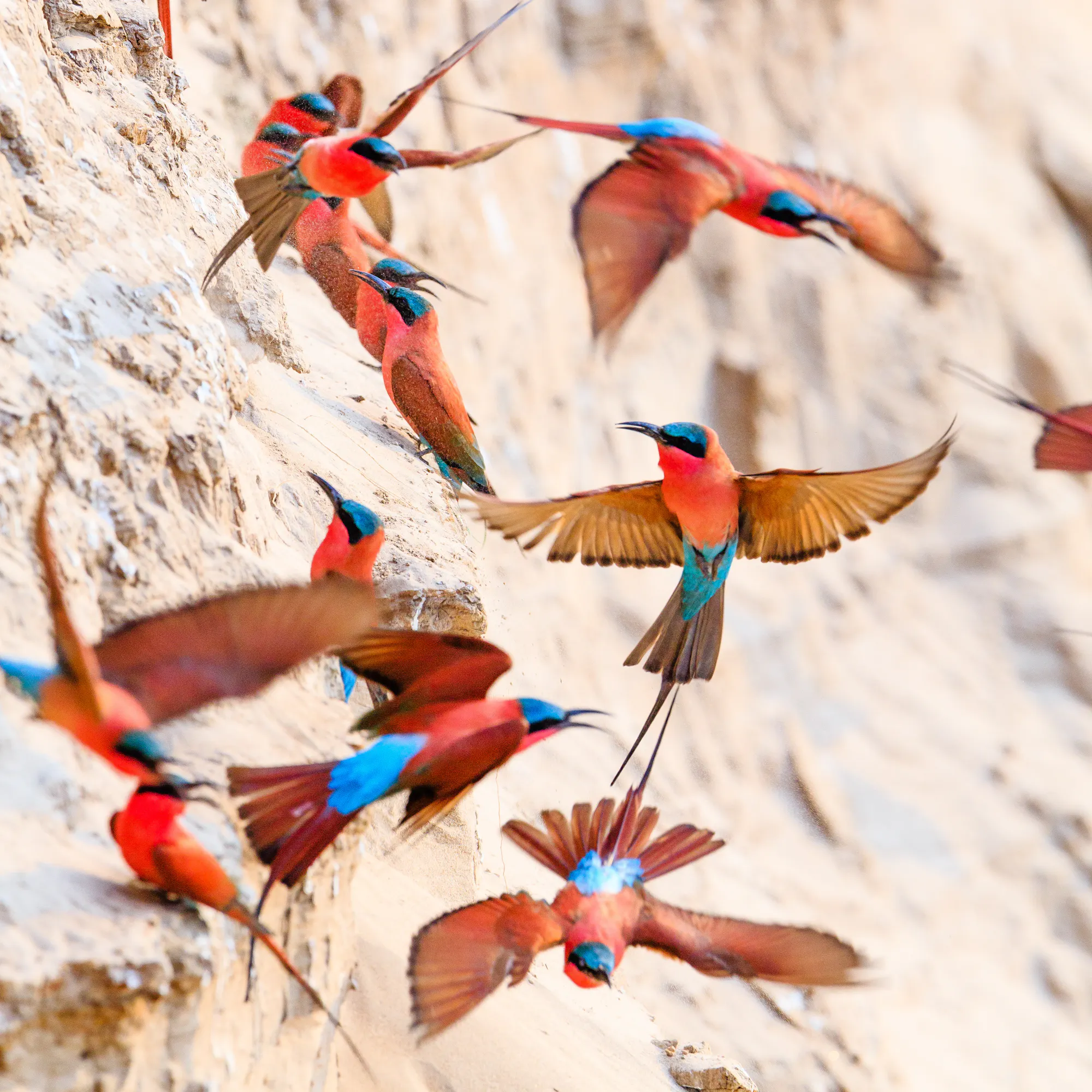 Colorful parrots with red, blue, and yellow plumage perch and hover on flowering branches.