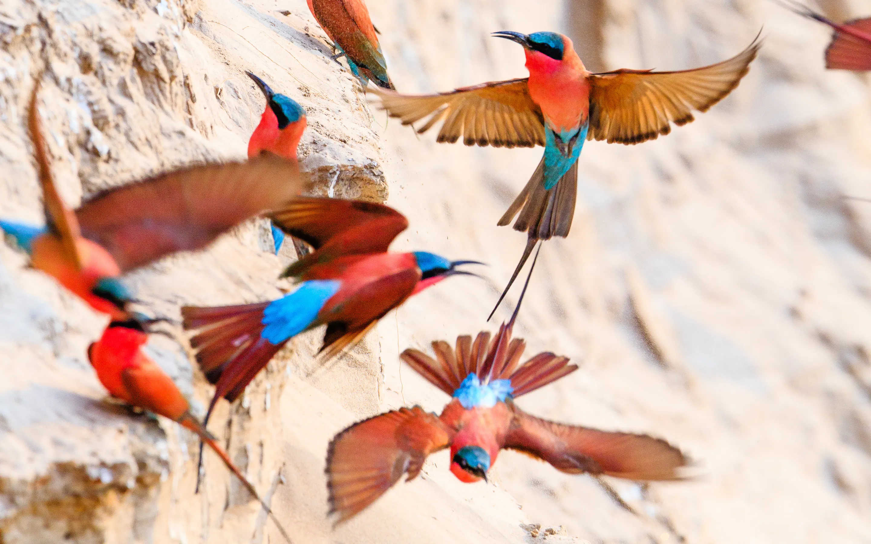 Colorful parrots with red, blue, and yellow plumage perch and hover on flowering branches.
