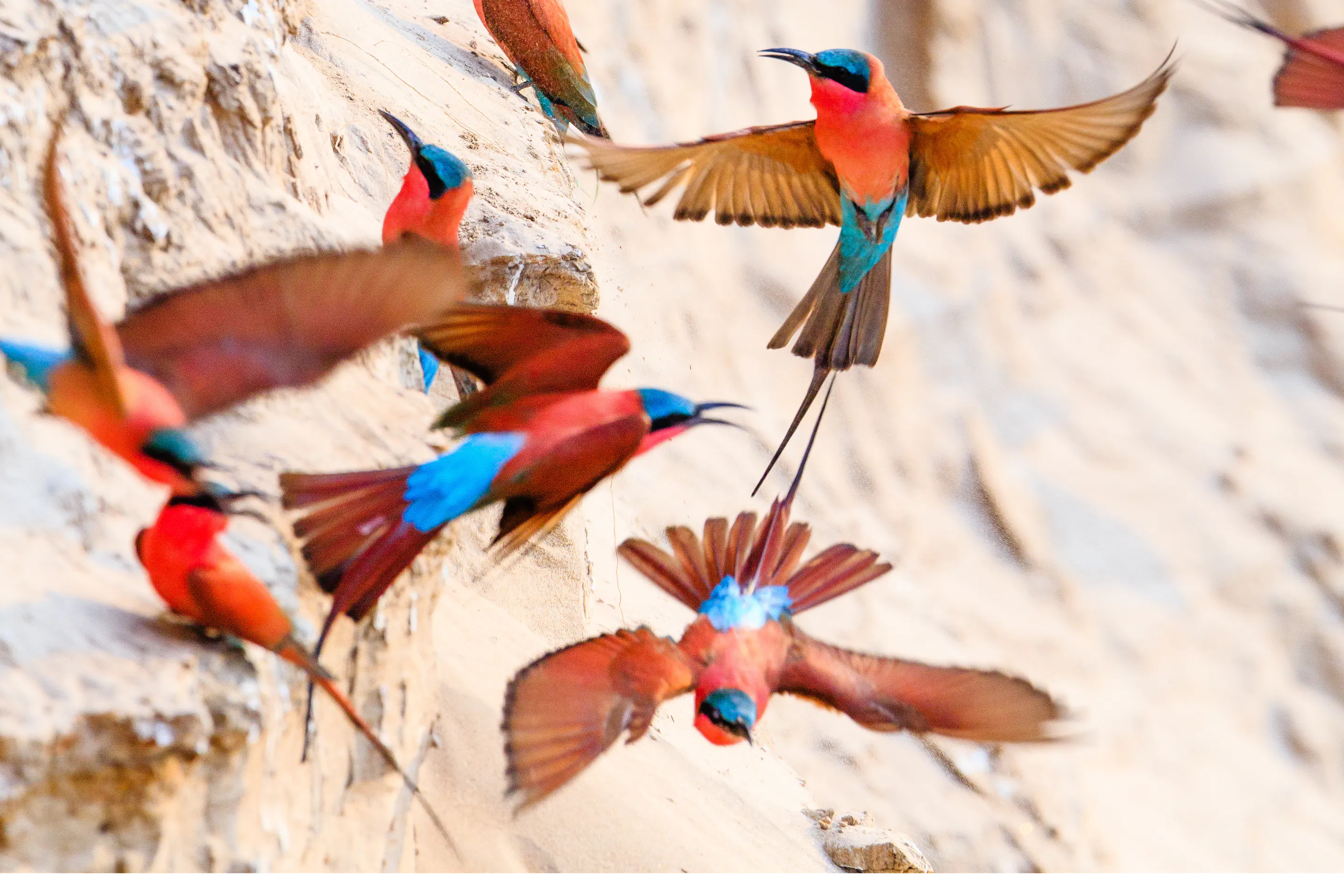 Colorful parrots with red, blue, and yellow plumage perch and hover on flowering branches.