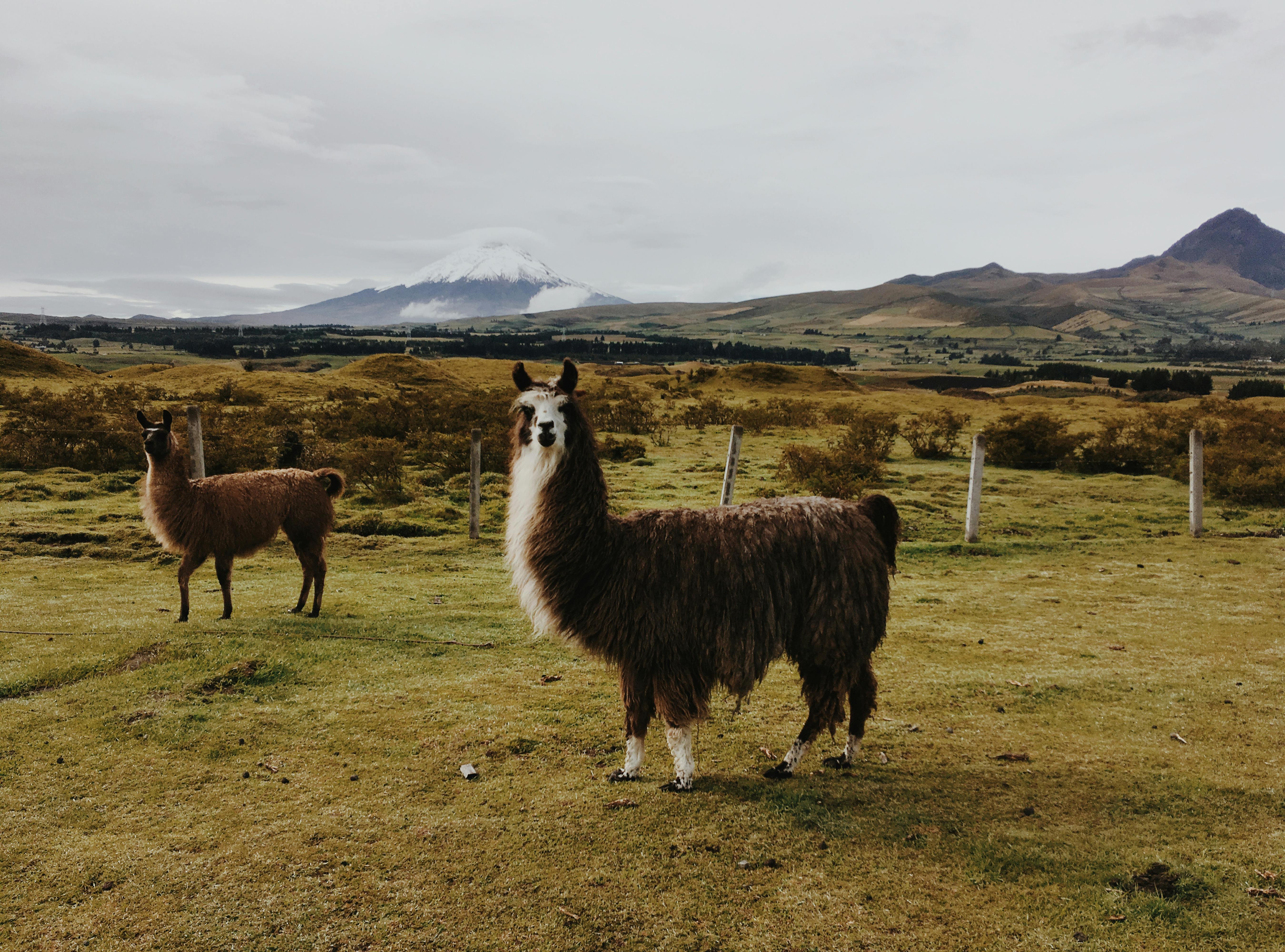 A white llama stands in open grassy highland terrain with brown Andean hills behind it.