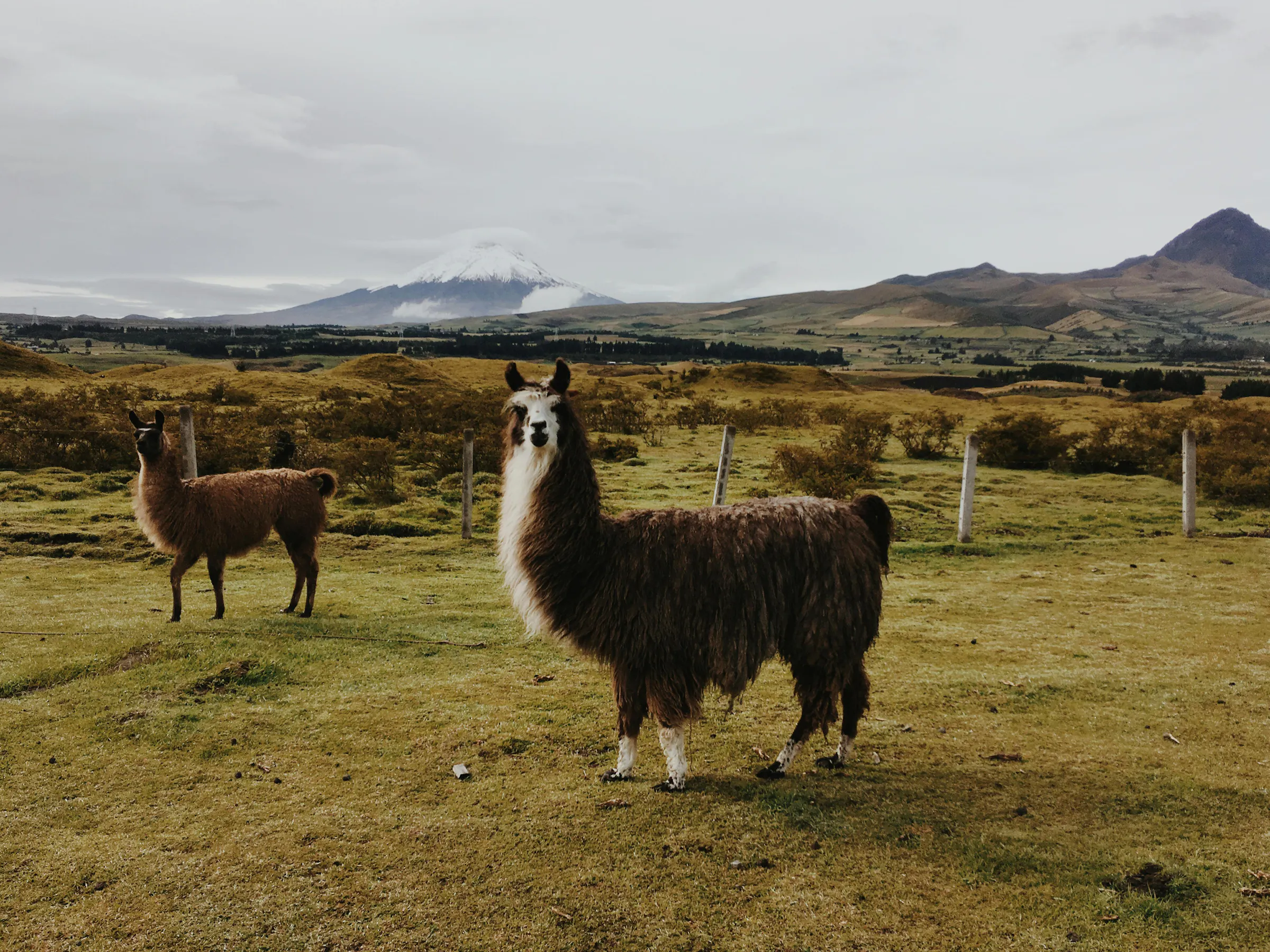 A white llama stands in open grassy highland terrain with brown Andean hills behind it.