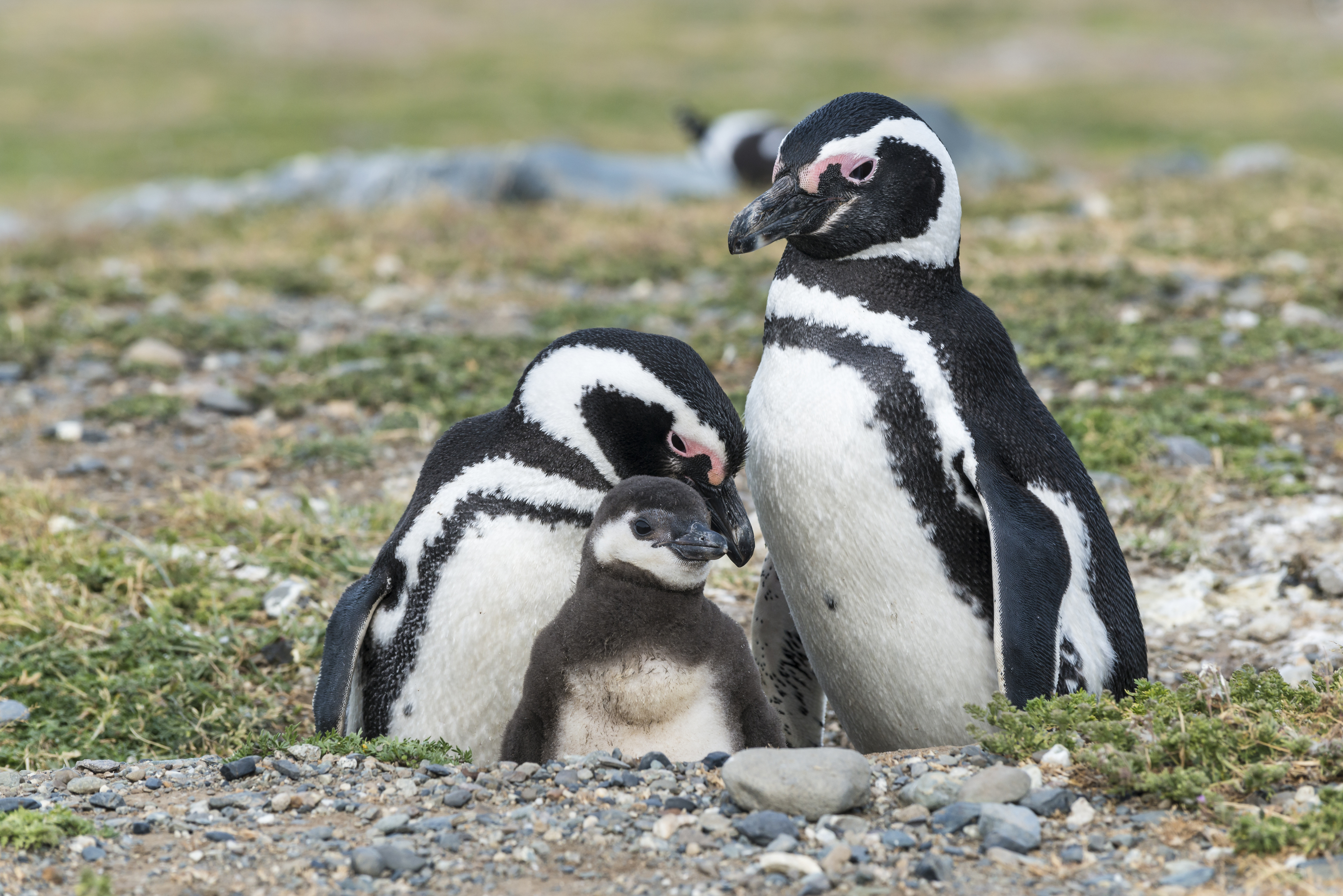 Two Magellanic penguins face each other on rocky ground covered in pebbles and sparse vegetation.