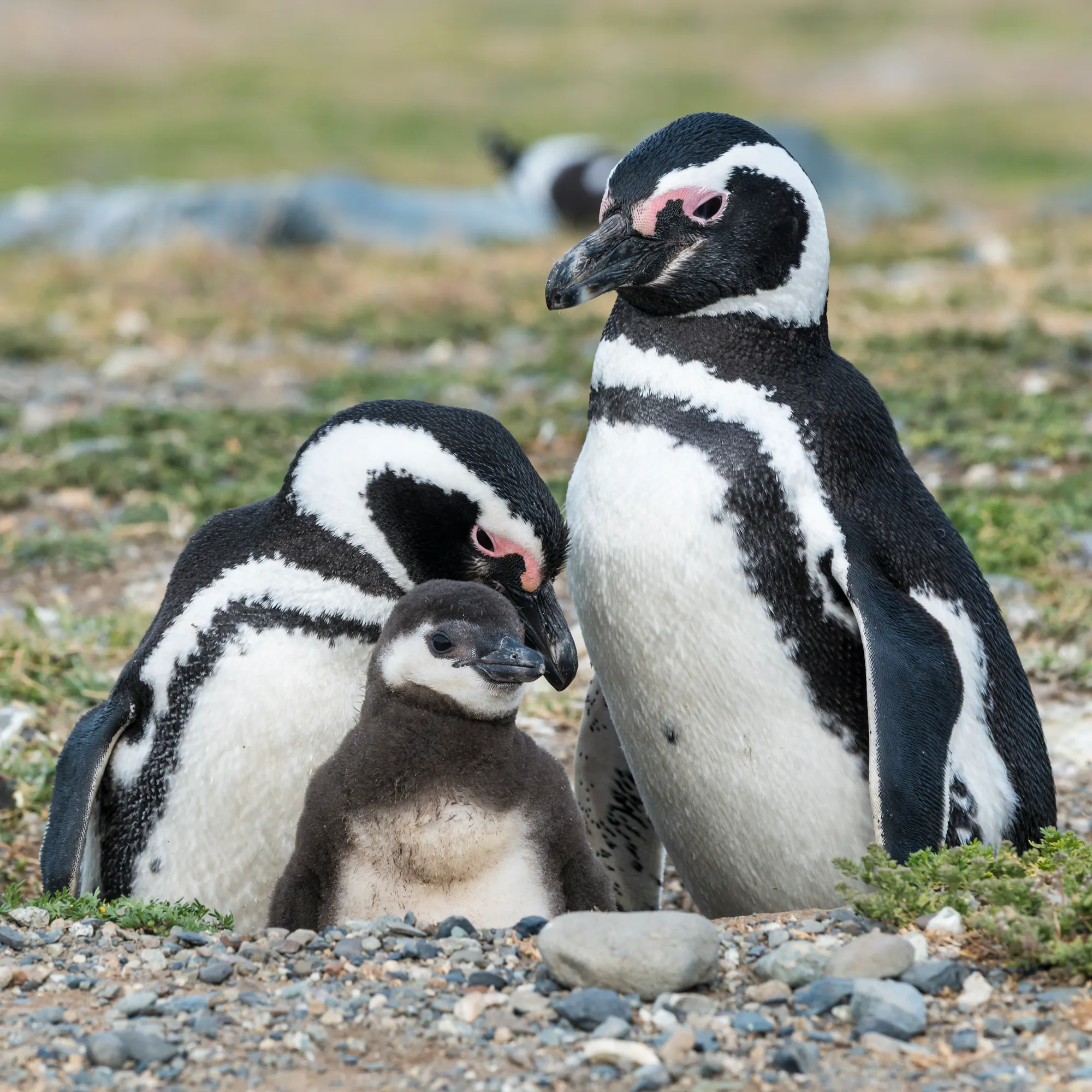 Two Magellanic penguins face each other on rocky ground covered in pebbles and sparse vegetation.