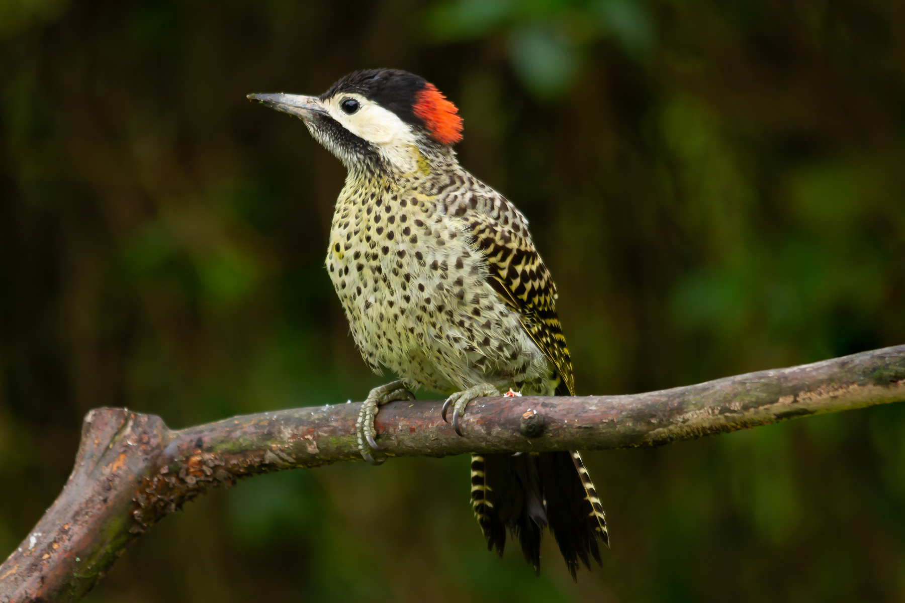 A green woodpecker with a vivid red cap clings to a mossy branch in the Iberá wetlands.