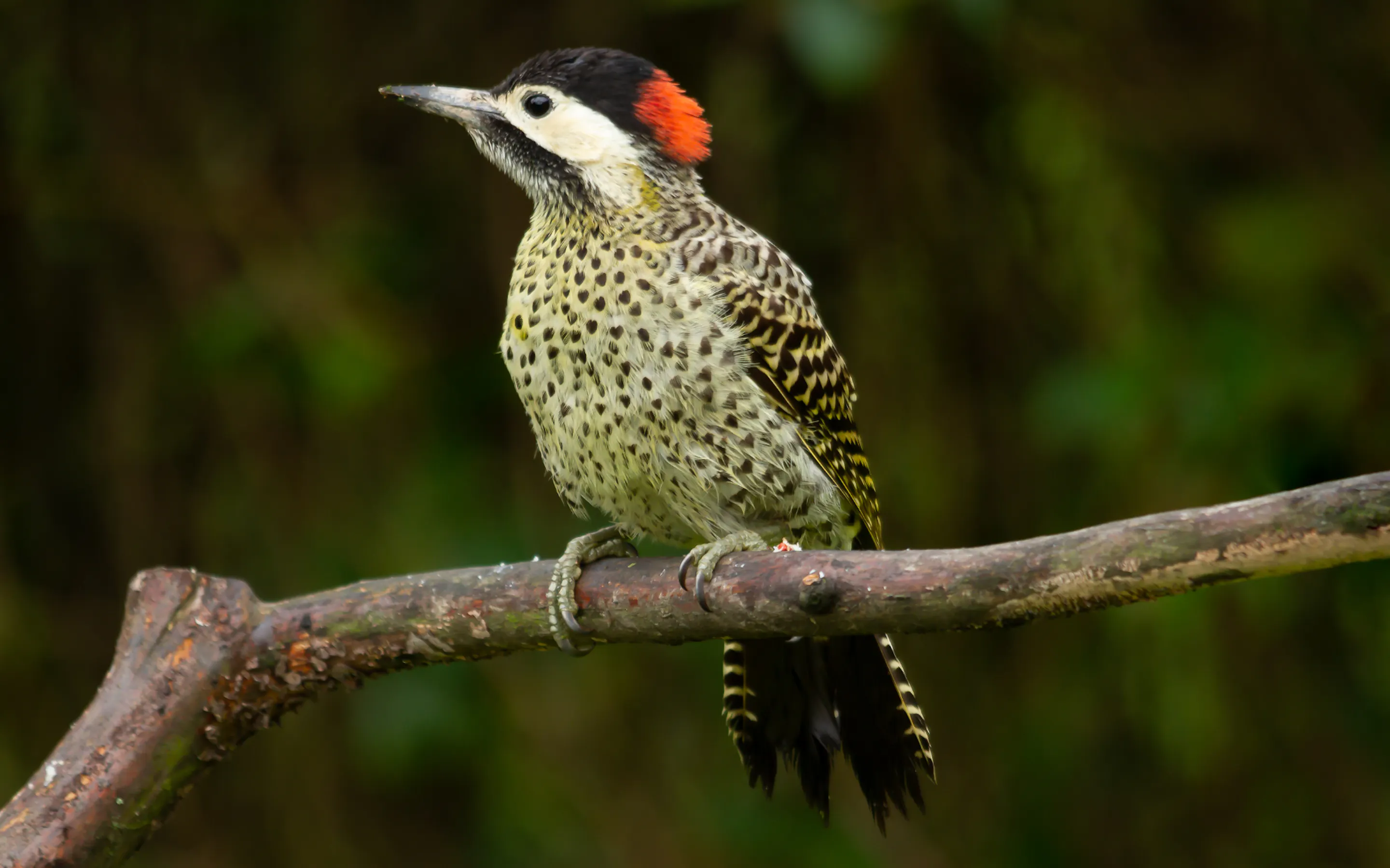 A green woodpecker with a vivid red cap clings to a mossy branch in the Iberá wetlands.