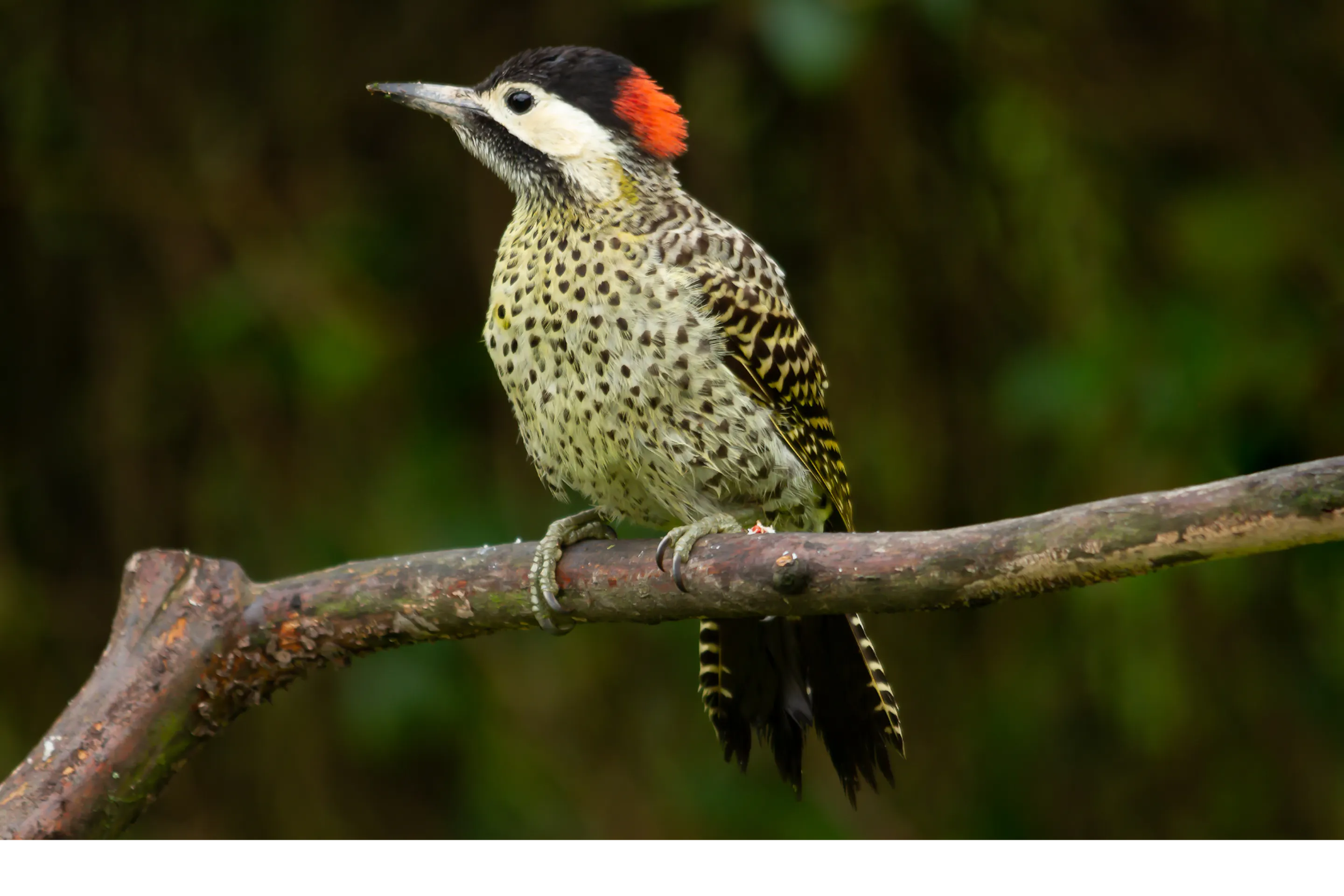 A green woodpecker with a vivid red cap clings to a mossy branch in the Iberá wetlands.