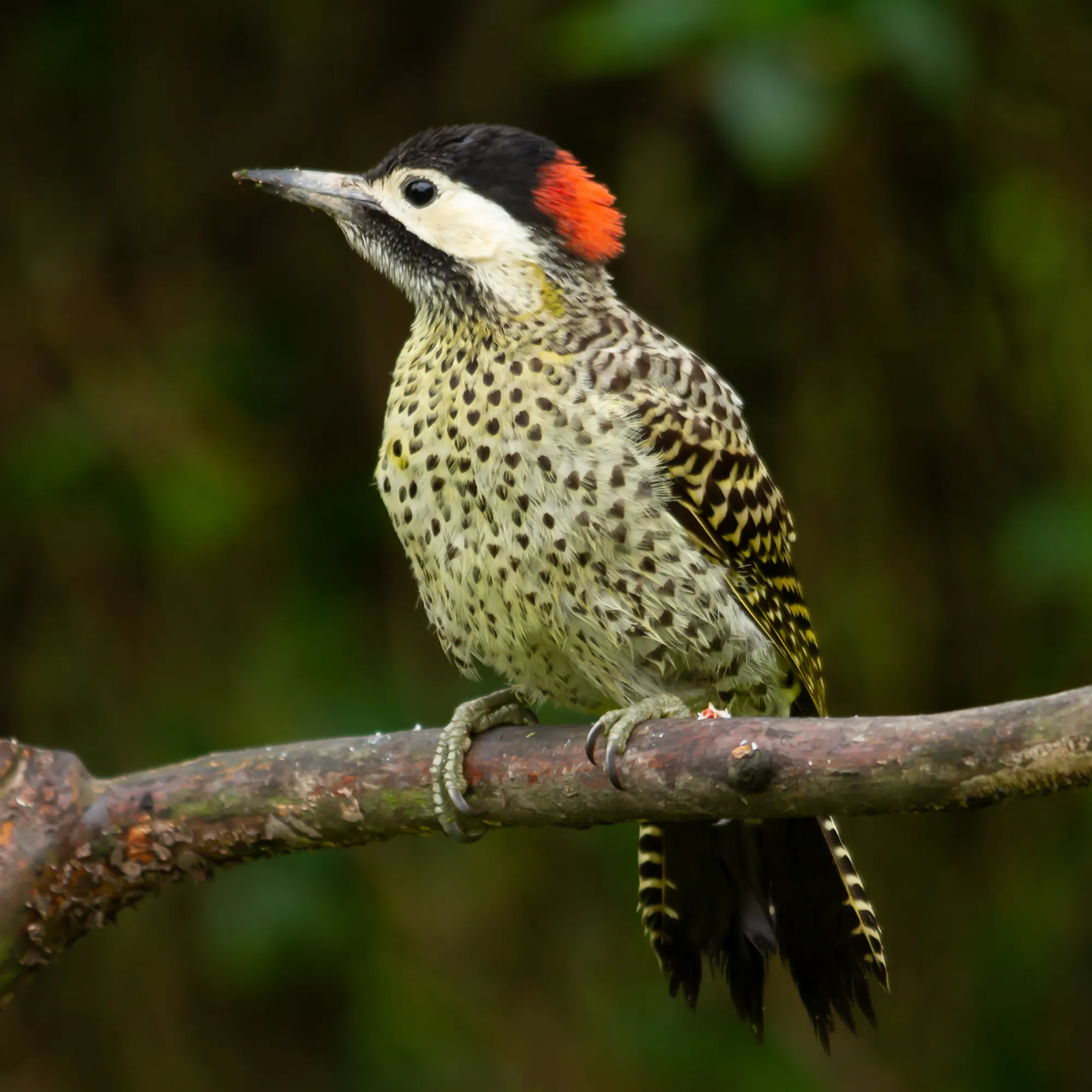 A green woodpecker with a vivid red cap clings to a mossy branch in the Iberá wetlands.