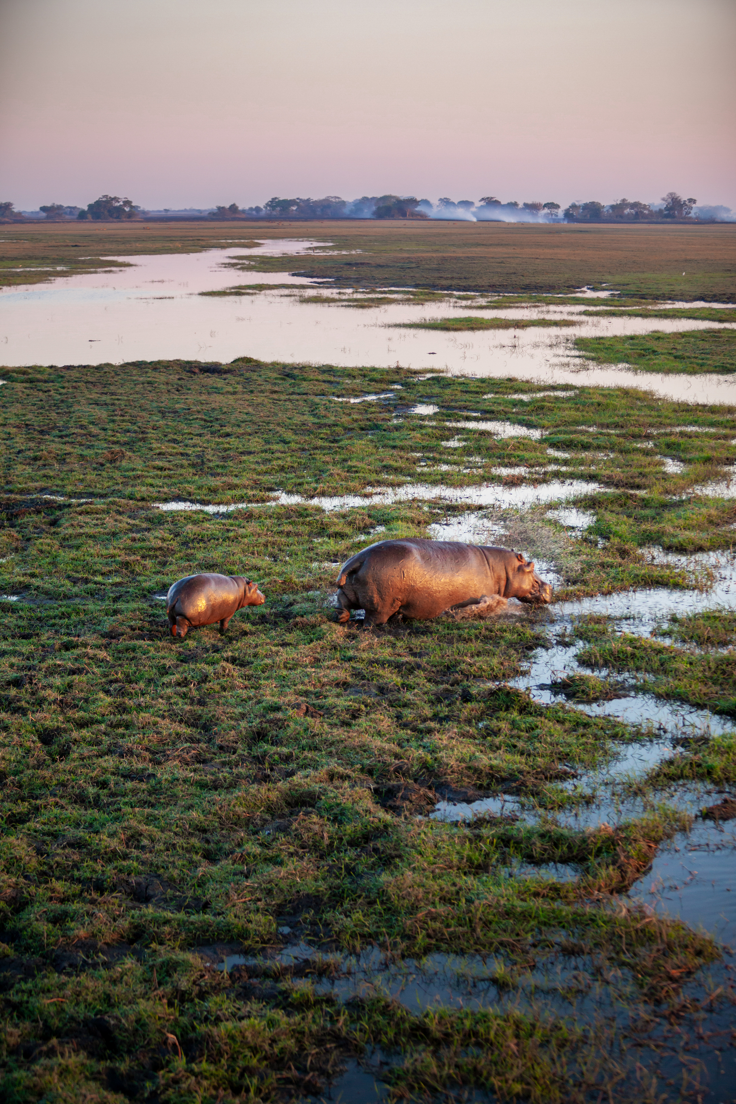 Two hippos wade through a river in Kafue National Park.
