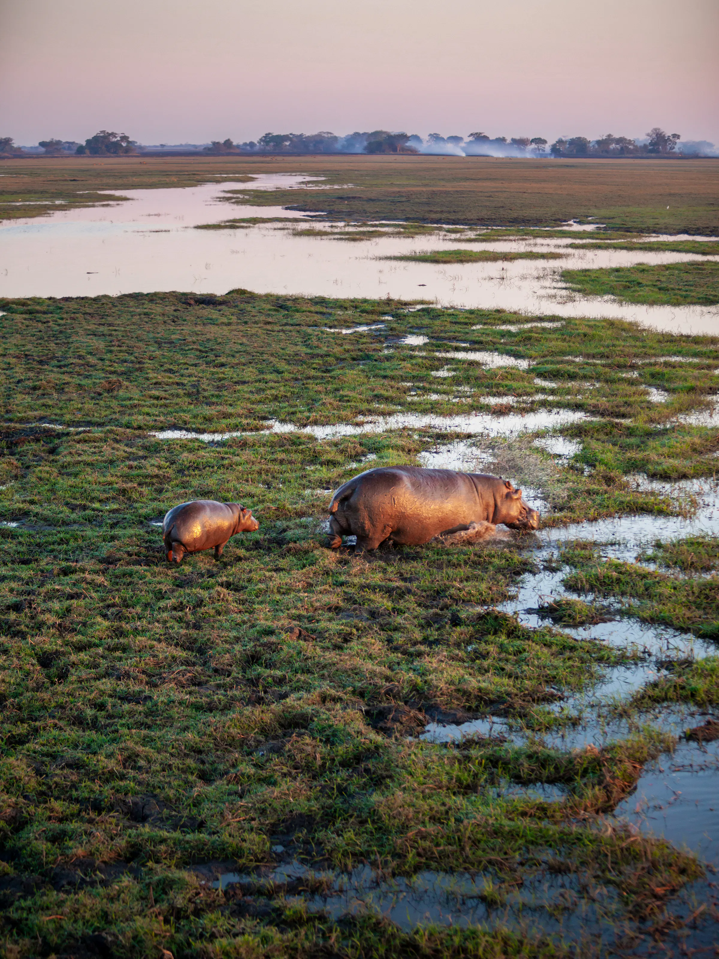 Two hippos wade through a river in Kafue National Park.