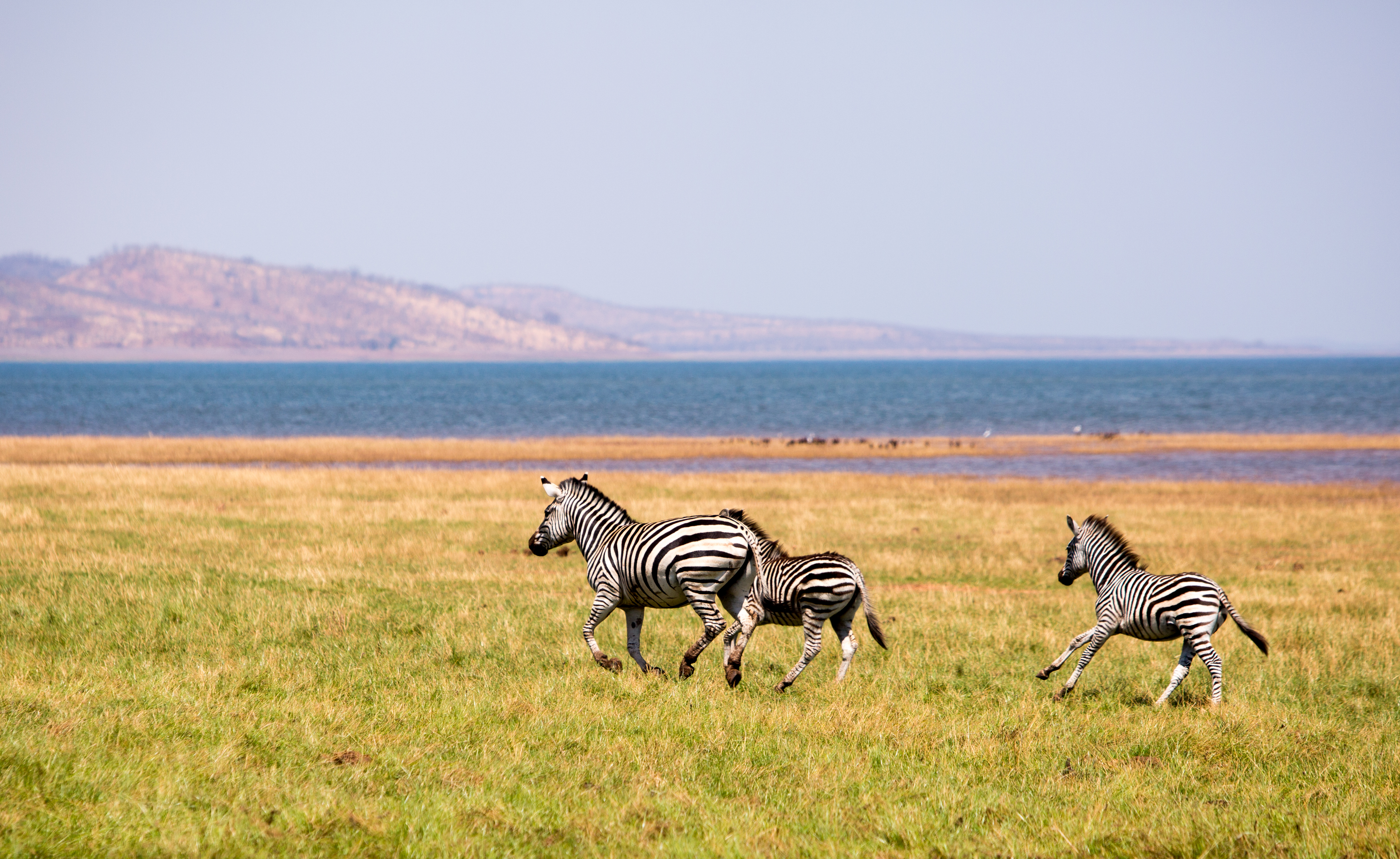 Zebras graze on open pale grassland with mauve mountains receding into the distance in Zimbabwe.
