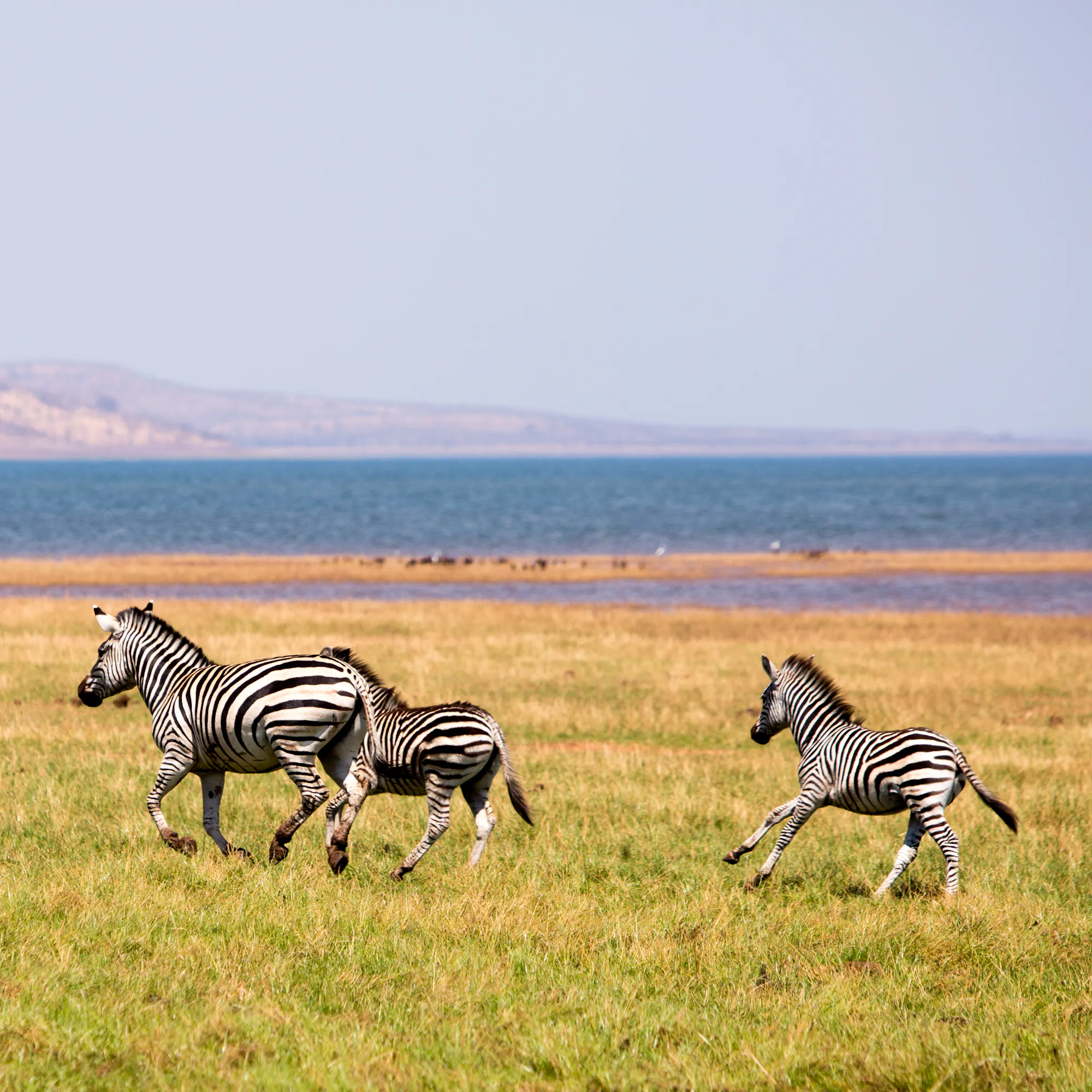 Zebras graze on open pale grassland with mauve mountains receding into the distance in Zimbabwe.