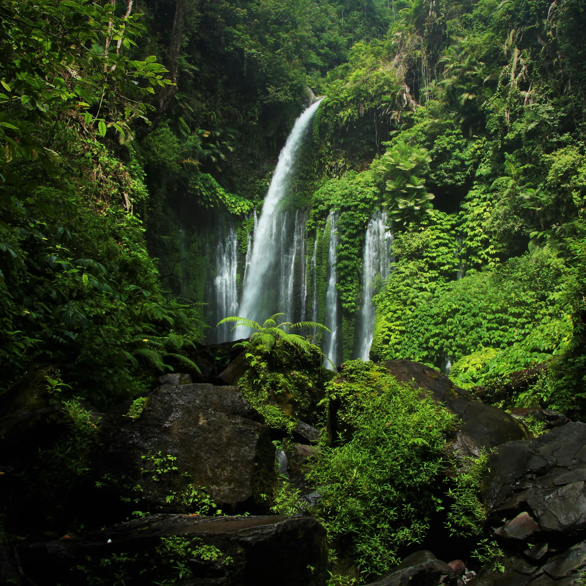 A tall waterfall cascades through dense green jungle into a pool below in Lombok.