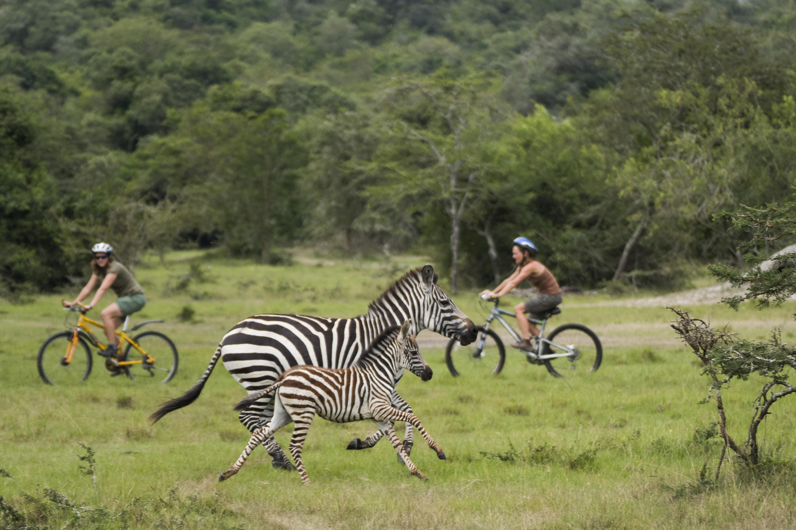 Two cyclists on mountain bikes ride alongside zebras grazing on open green savanna in Uganda.