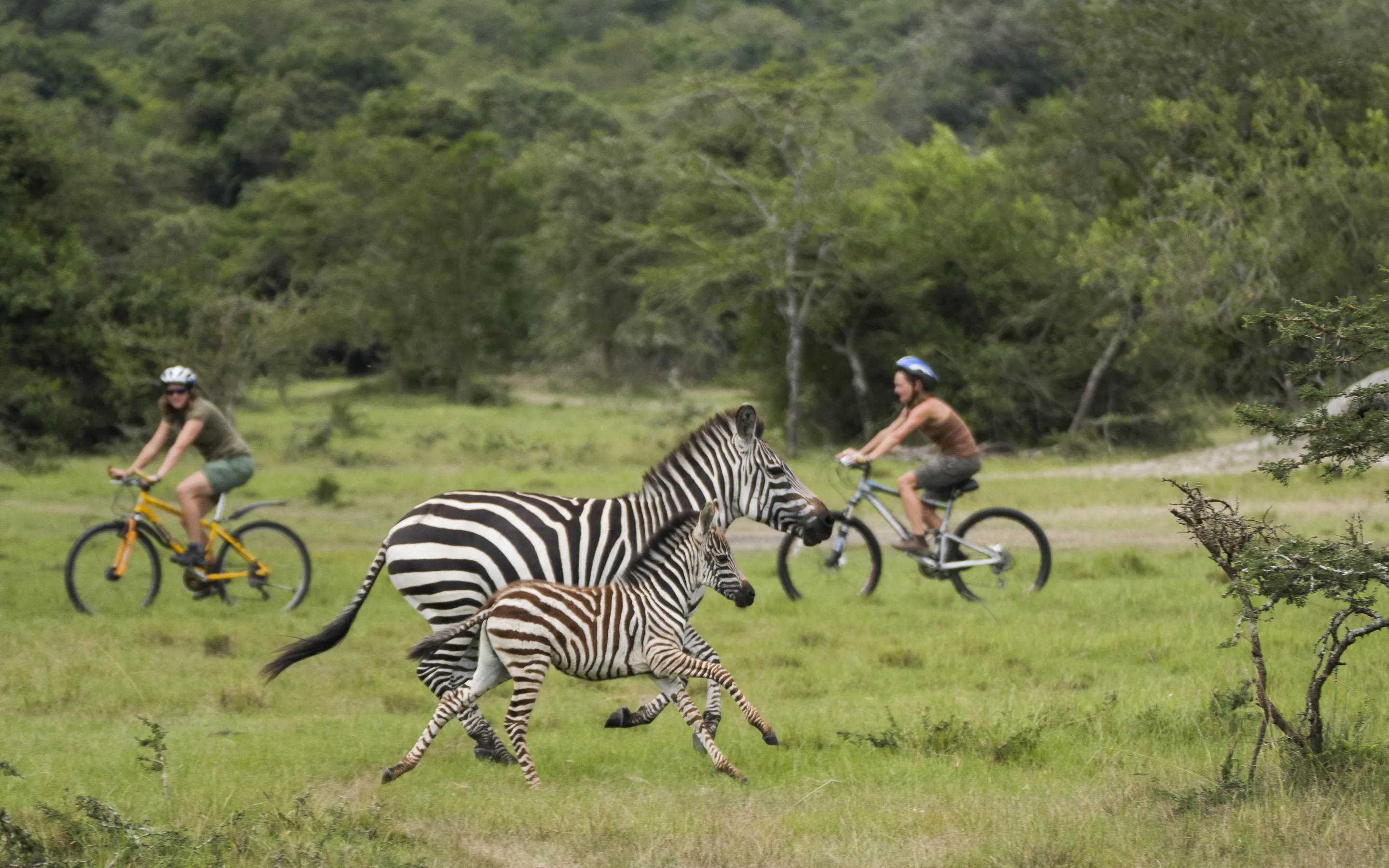 Two cyclists on mountain bikes ride alongside zebras grazing on open green savanna in Uganda.