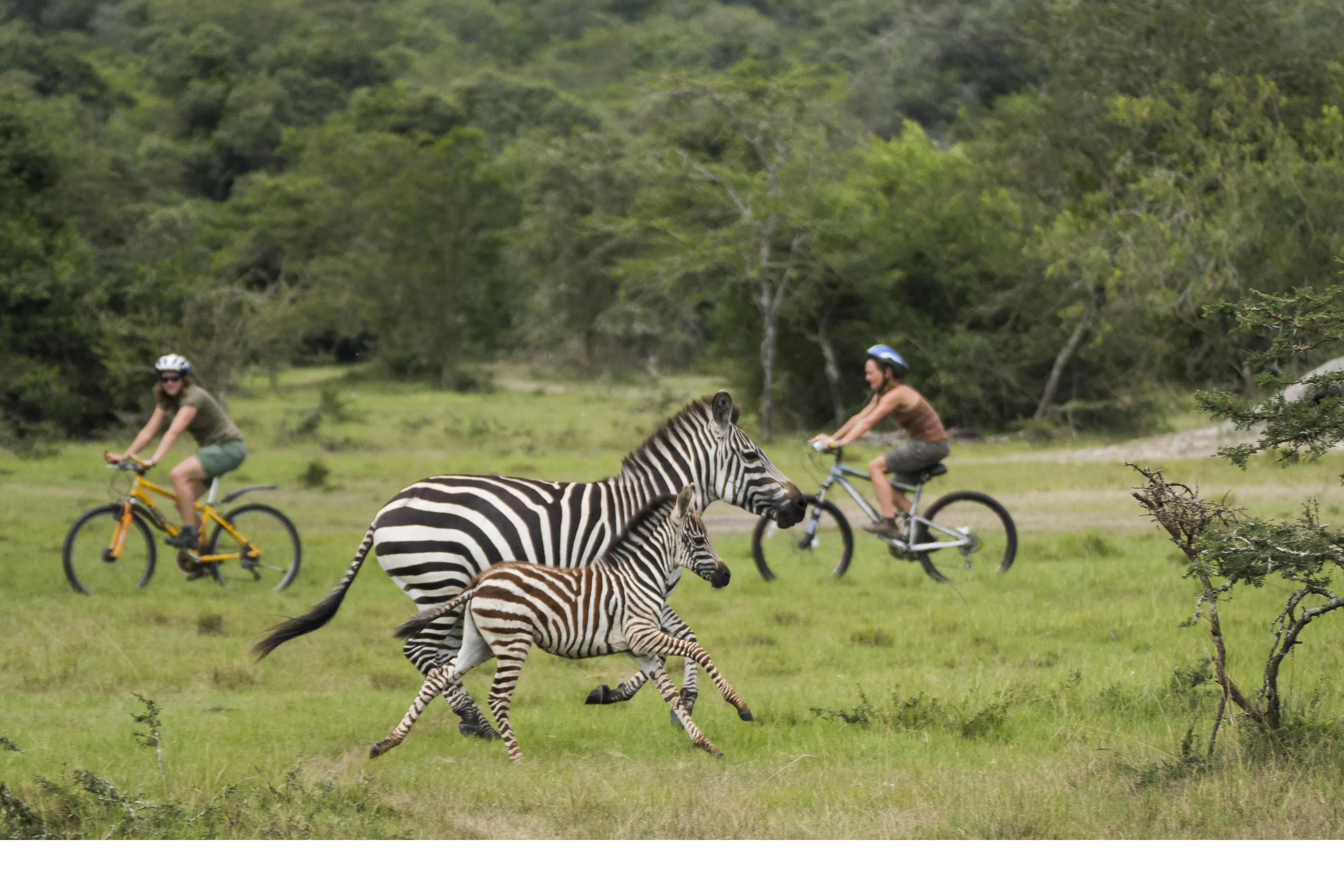 Two cyclists on mountain bikes ride alongside zebras grazing on open green savanna in Uganda.