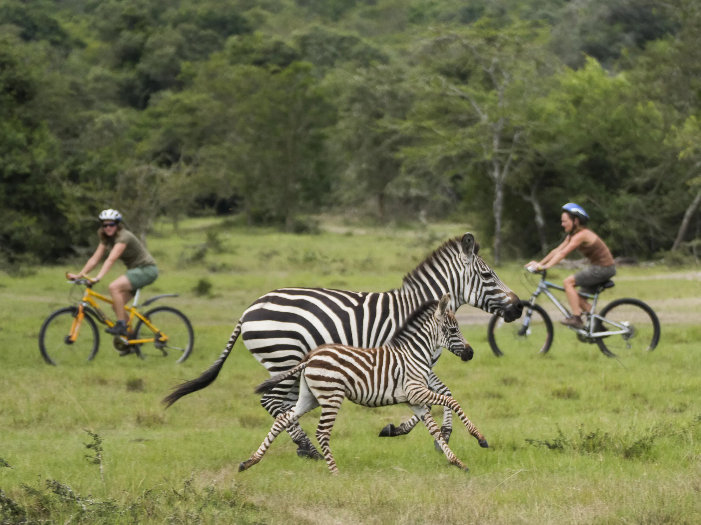 Two cyclists on mountain bikes ride alongside zebras grazing on open green savanna in Uganda.