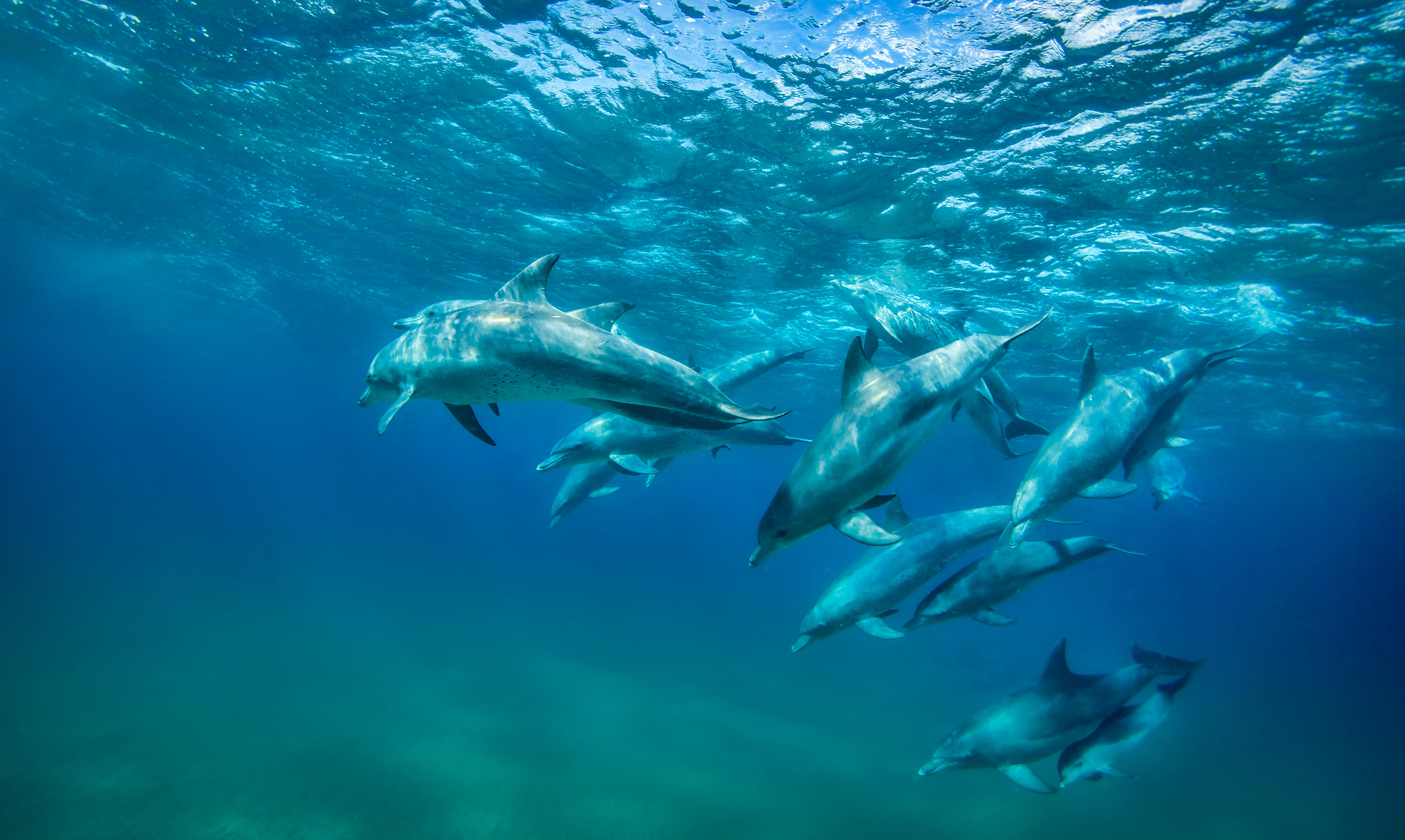 A group of dolphins swims underwater in clear blue ocean, seen from above the surface.