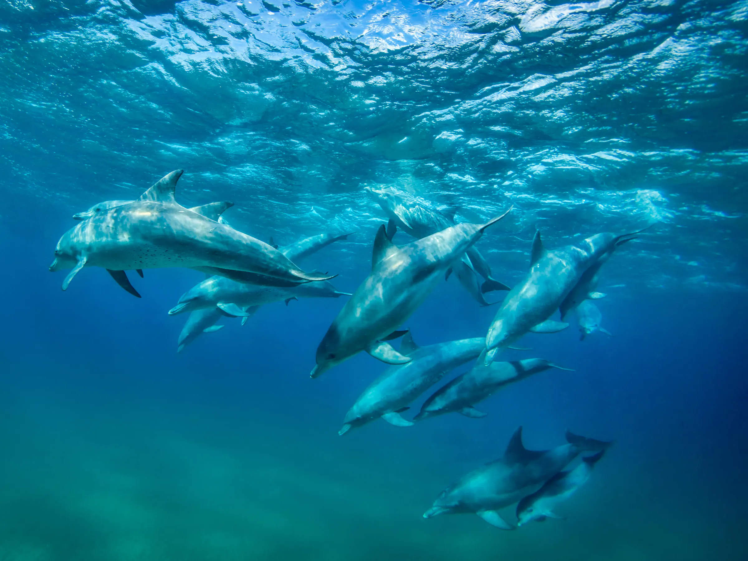 A group of dolphins swims underwater in clear blue ocean, seen from above the surface.