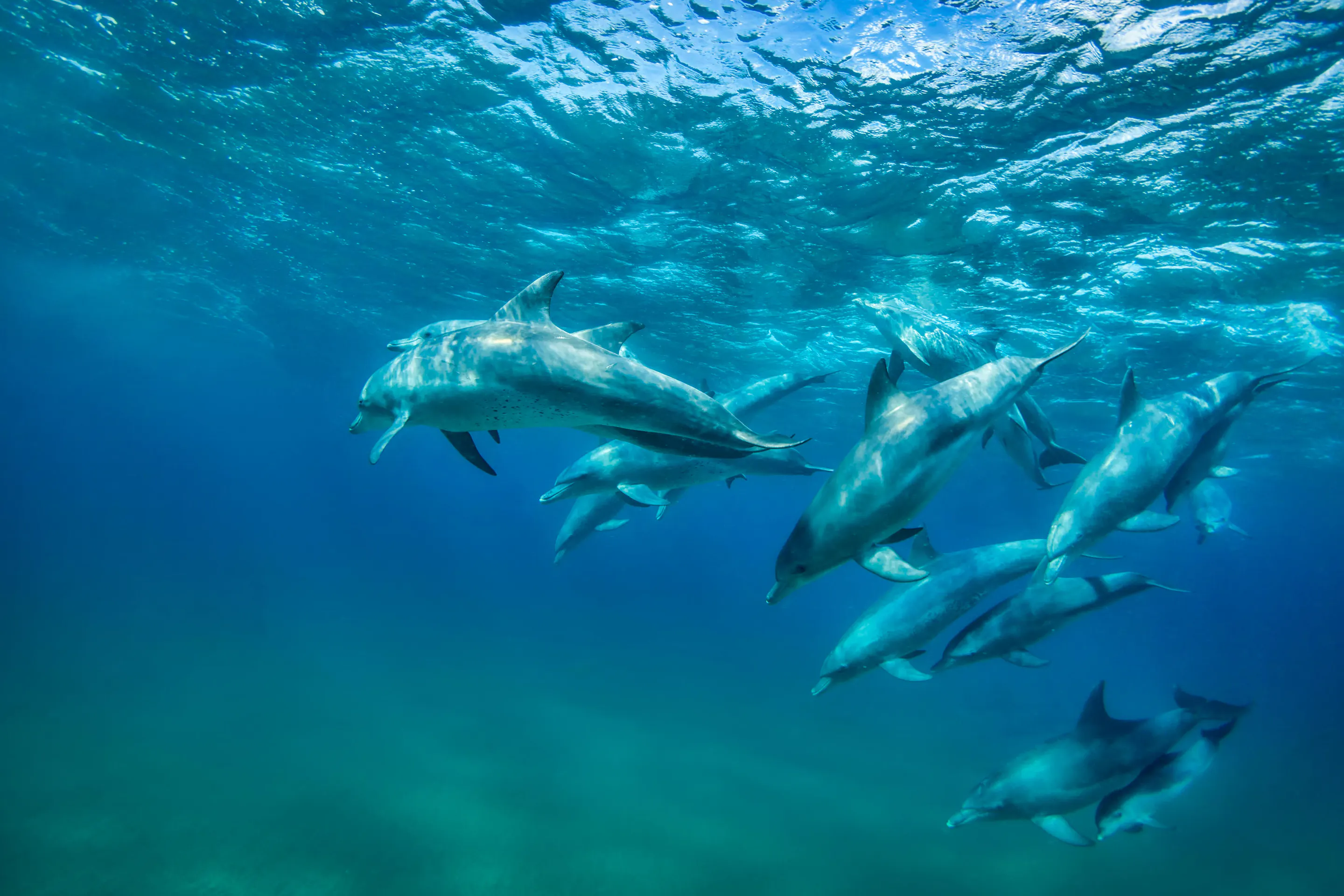A group of dolphins swims underwater in clear blue ocean, seen from above the surface.