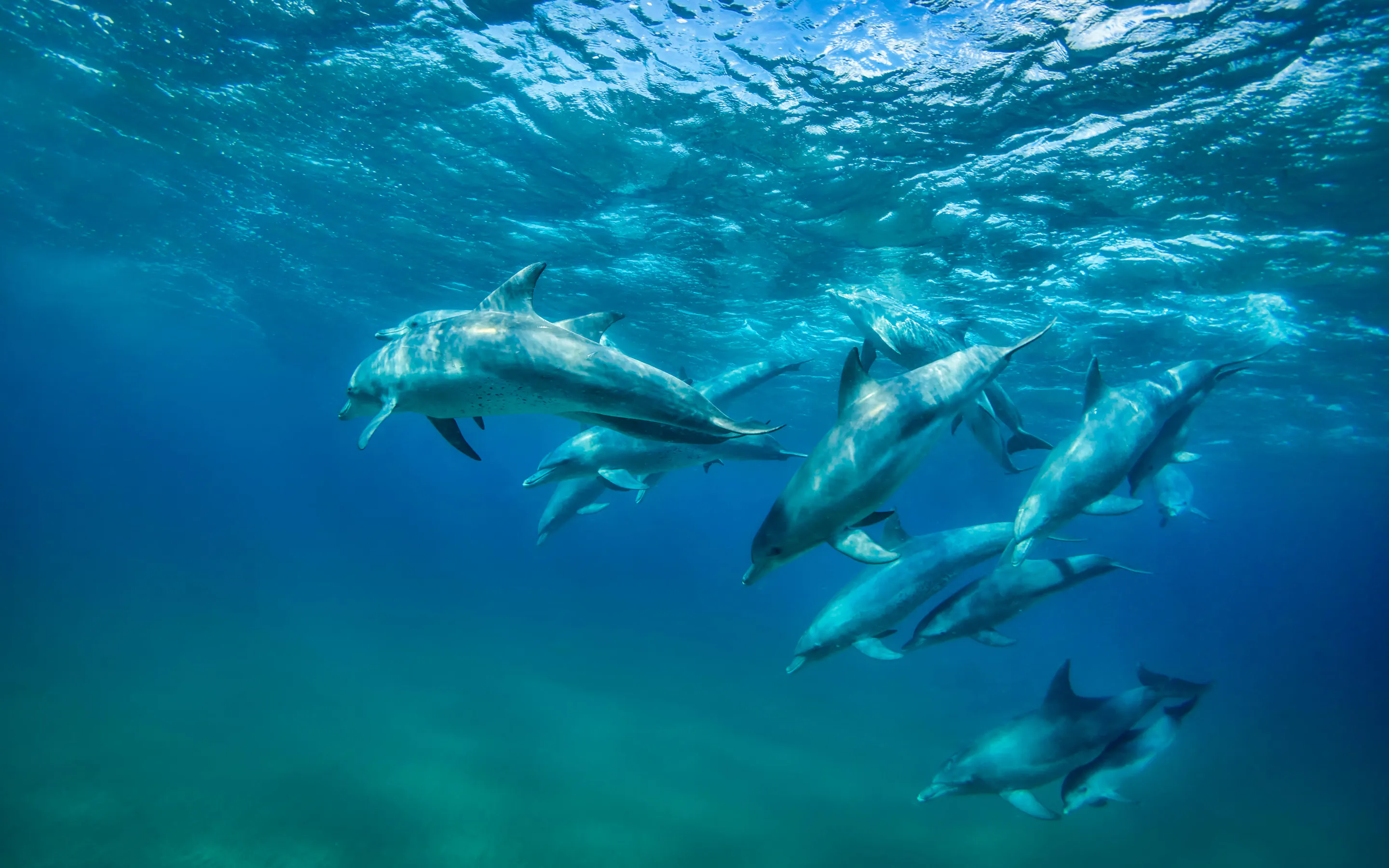 A group of dolphins swims underwater in clear blue ocean, seen from above the surface.