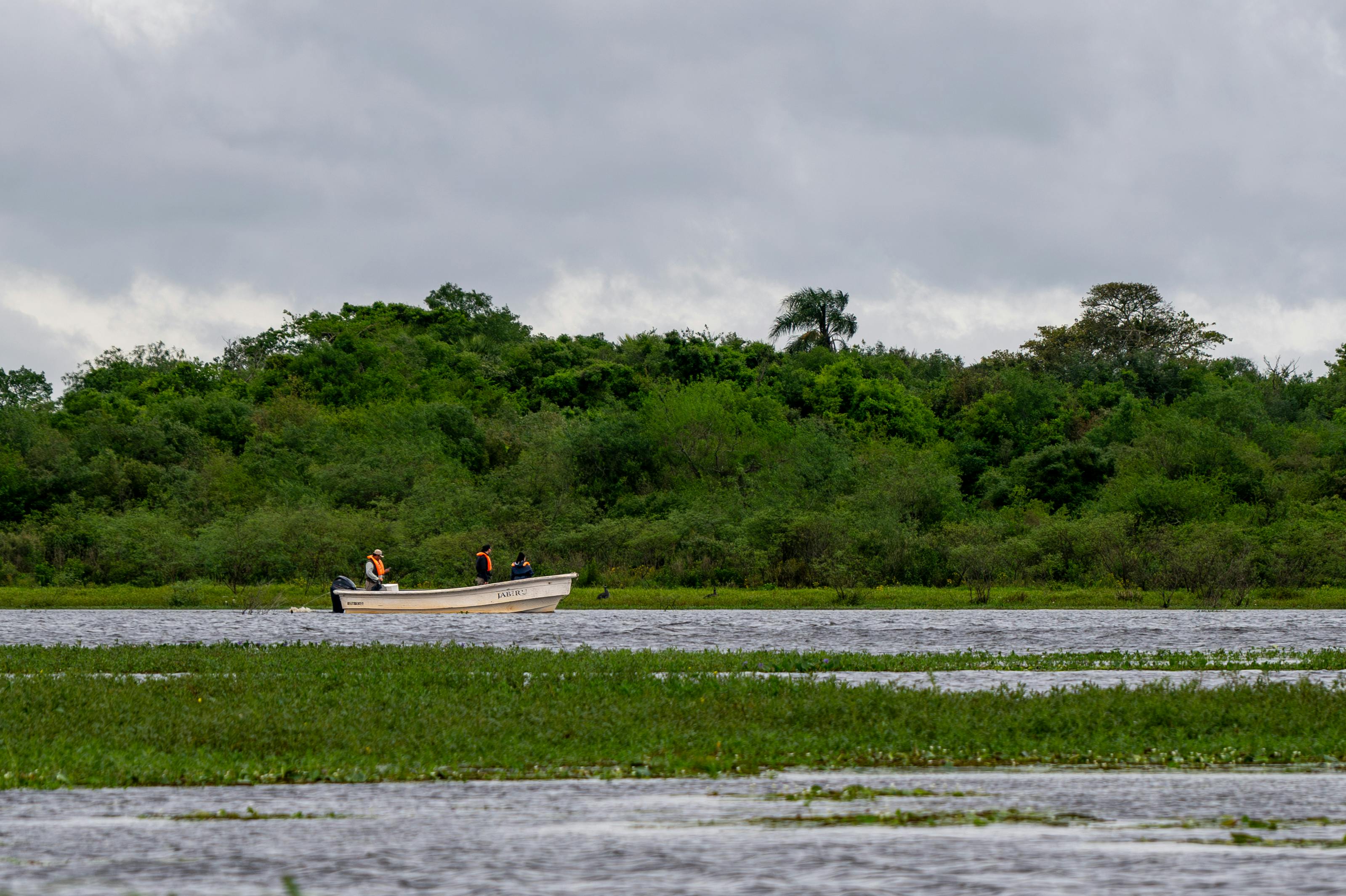 A green wetland landscape with scattered trees and still water stretches to a distant treeline.