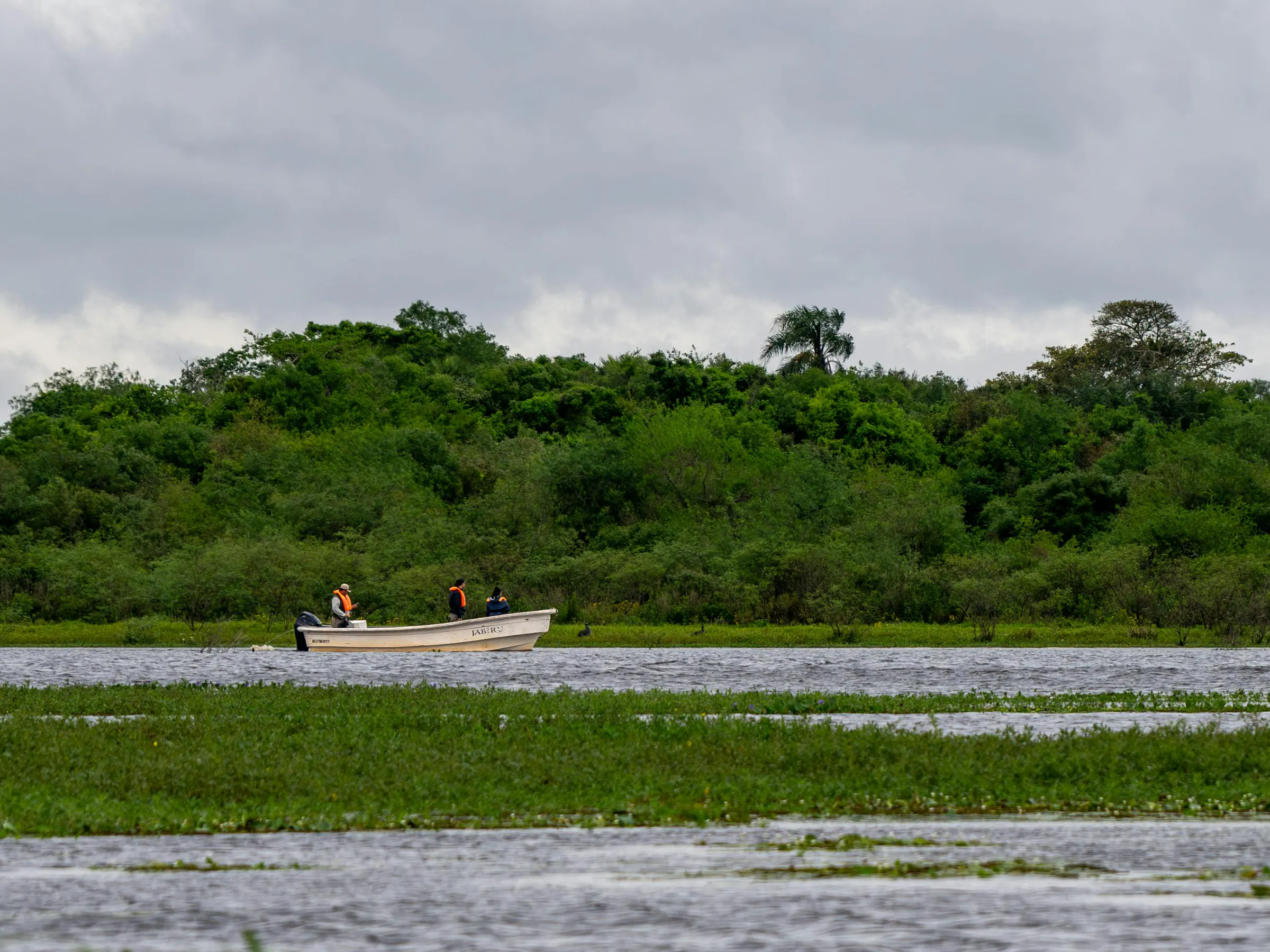 A green wetland landscape with scattered trees and still water stretches to a distant treeline.
