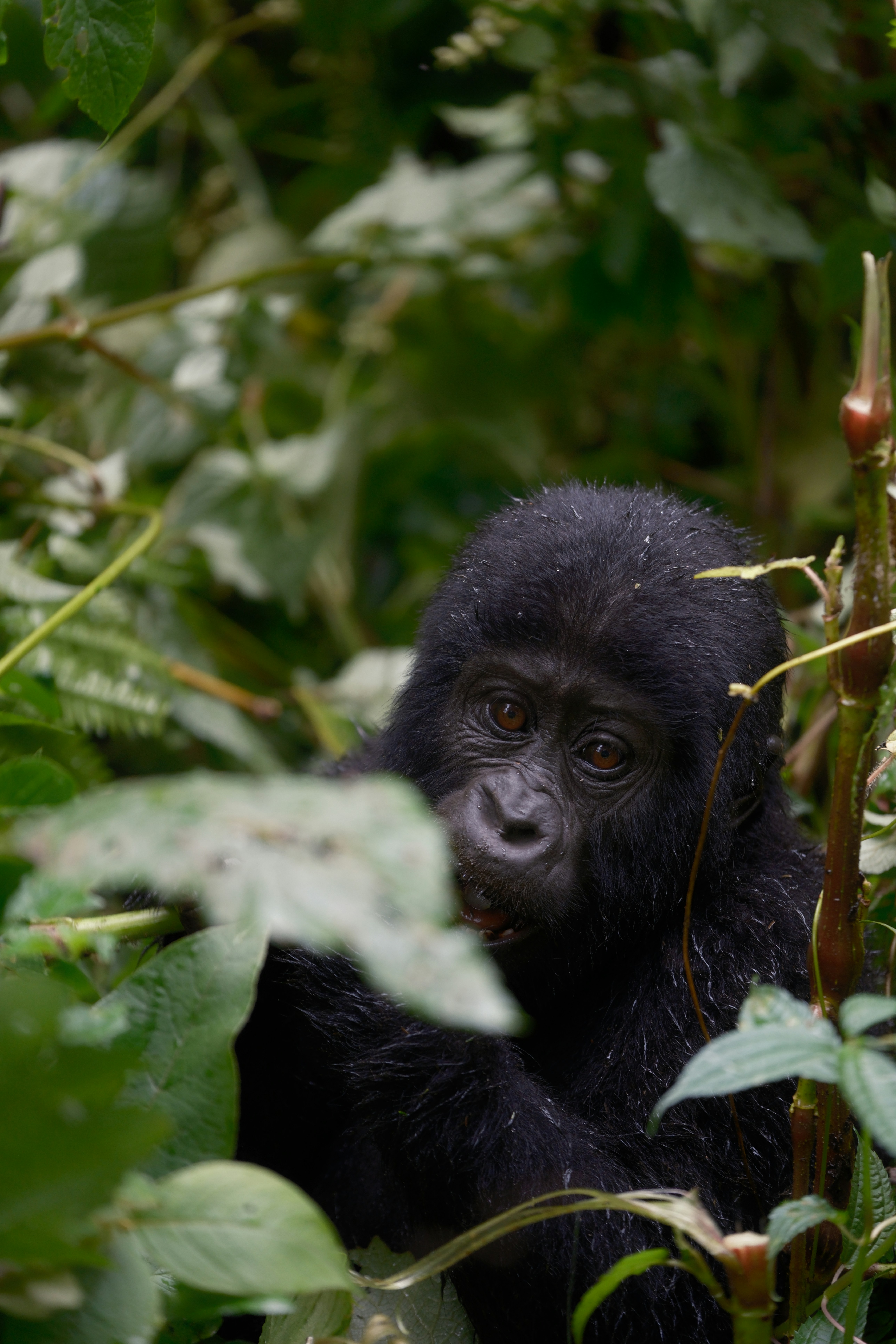 A mountain gorilla peers through lush tropical foliage in dense green jungle.