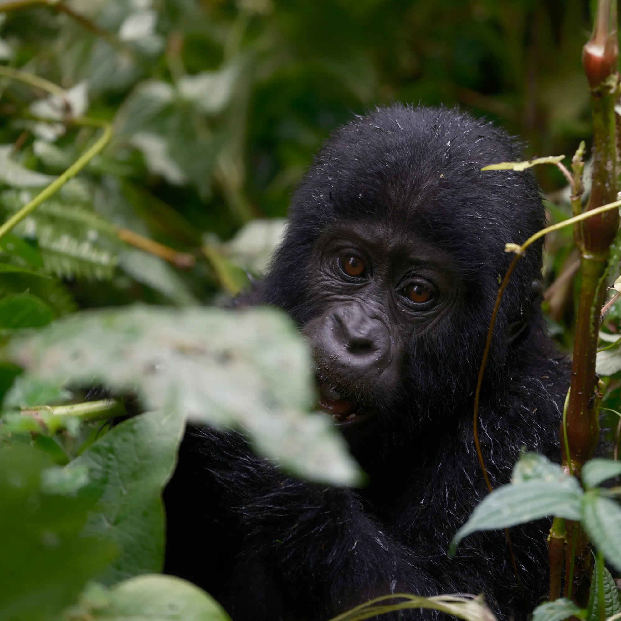 A mountain gorilla peers through lush tropical foliage in dense green jungle.