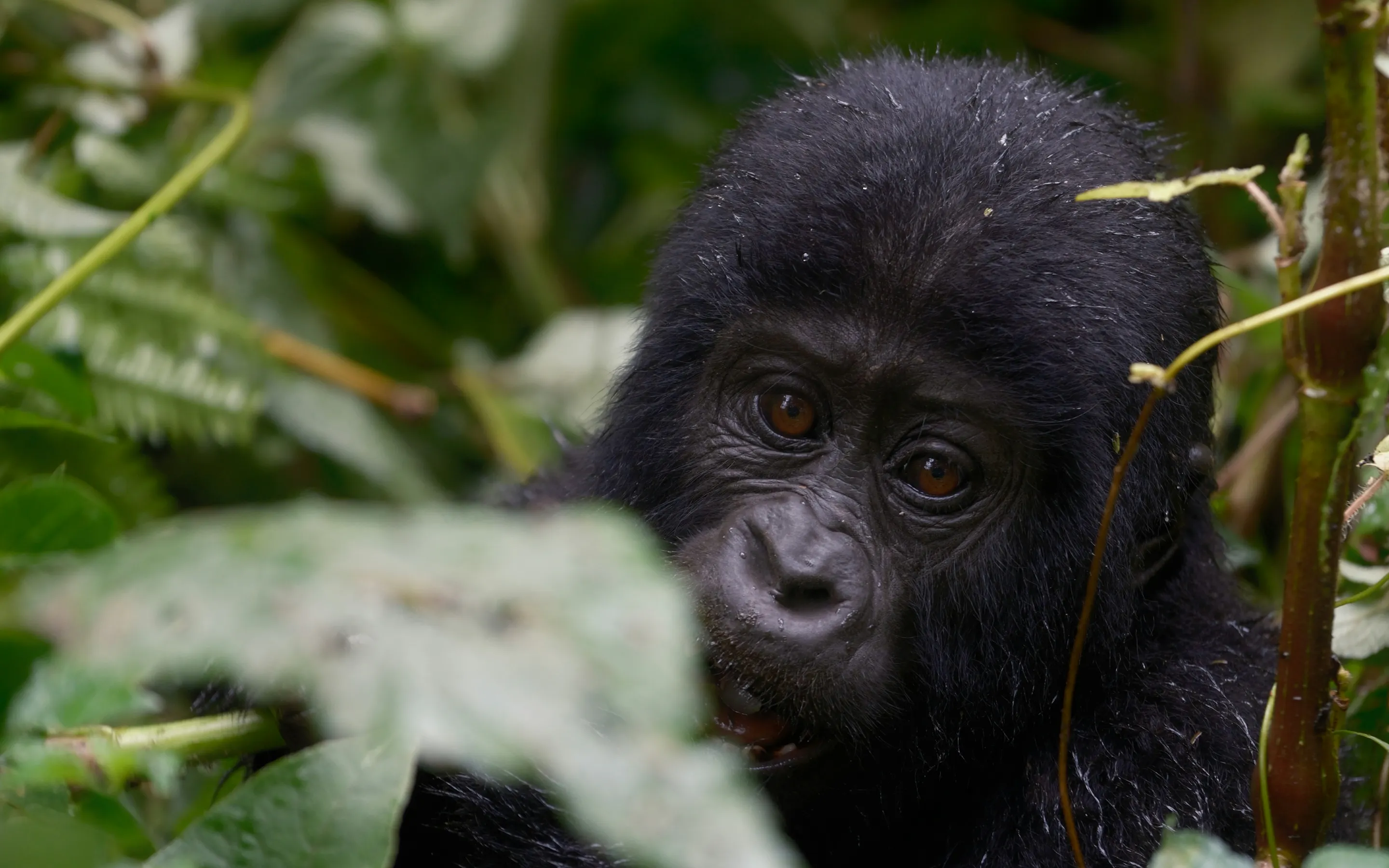 A mountain gorilla peers through lush tropical foliage in dense green jungle.