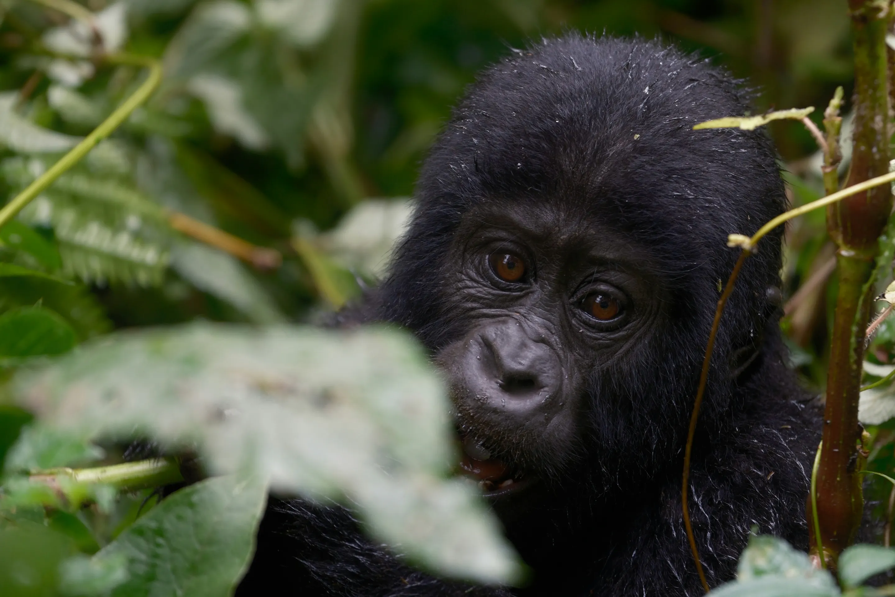 A mountain gorilla peers through lush tropical foliage in dense green jungle.