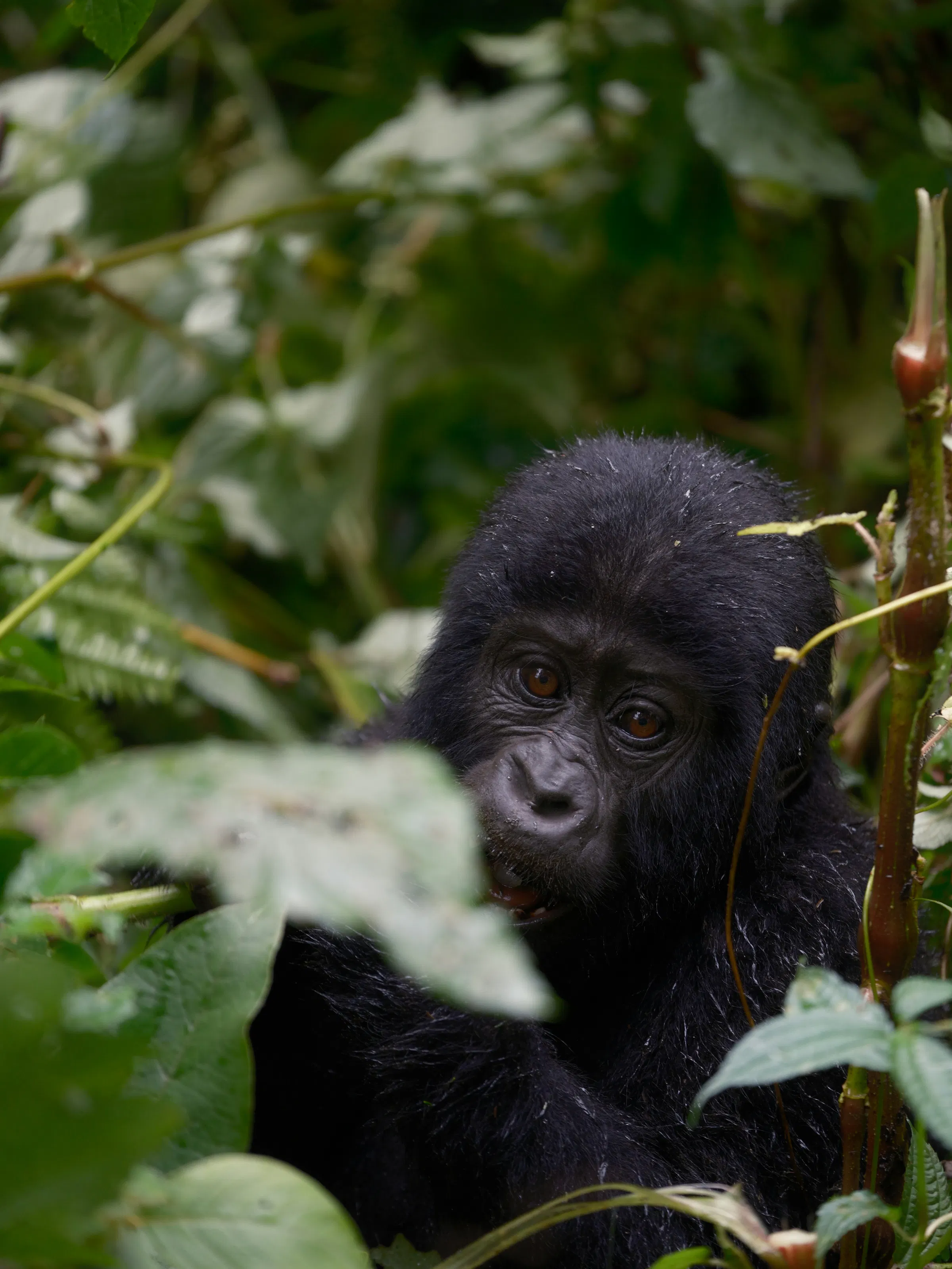 A mountain gorilla peers through lush tropical foliage in dense green jungle.