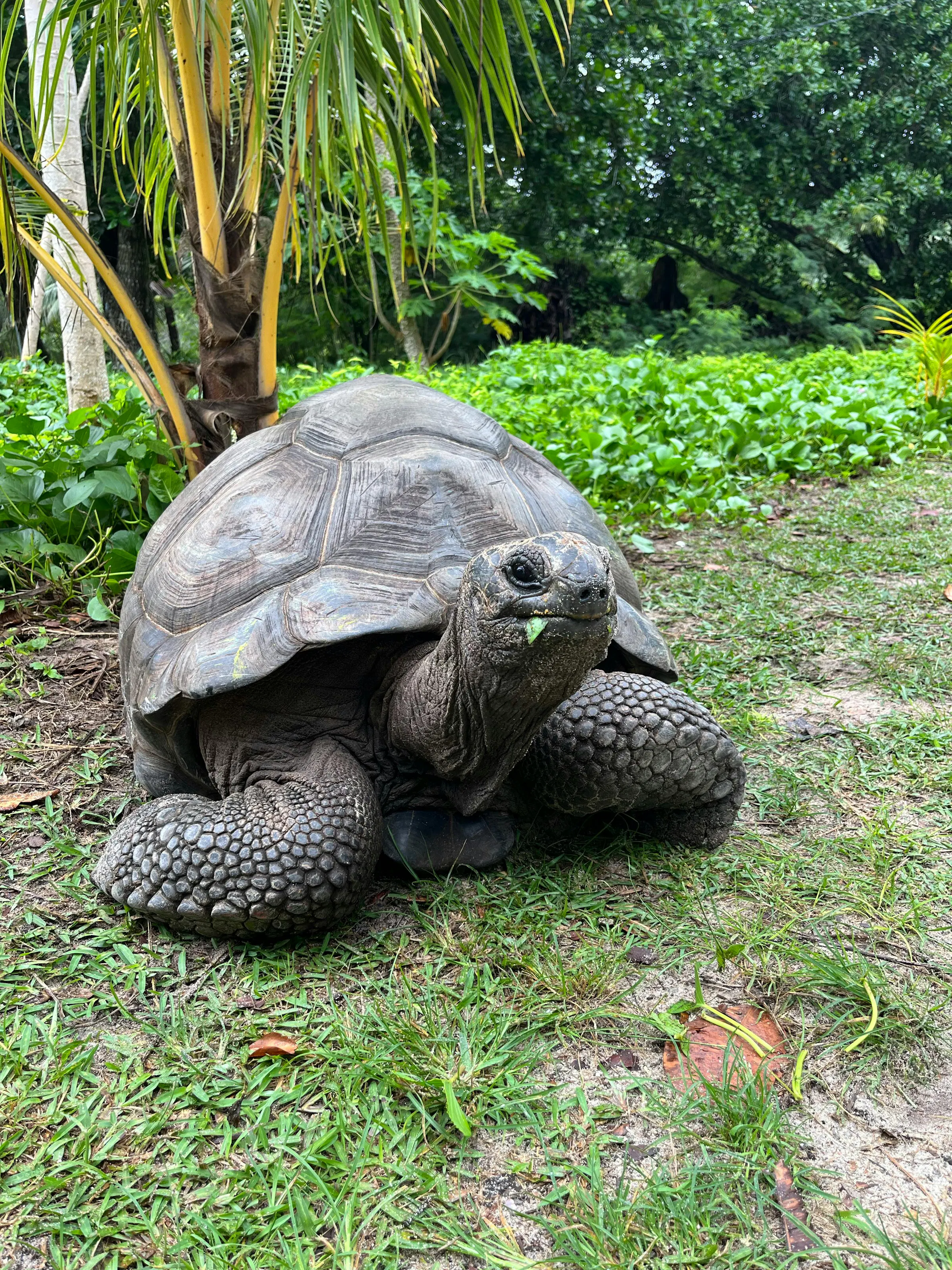 A large Aldabra giant tortoise moves slowly through green tropical garden vegetation.