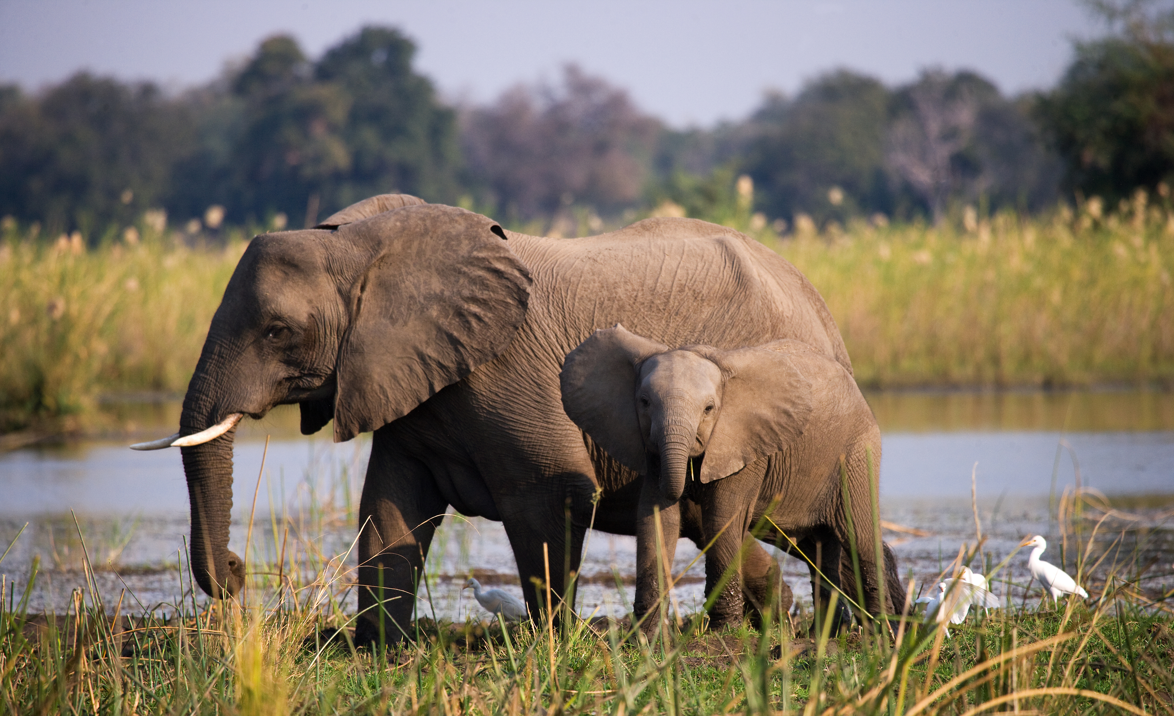 Two elephants walk side by side through low scrub vegetation along a wide river in Zambia.