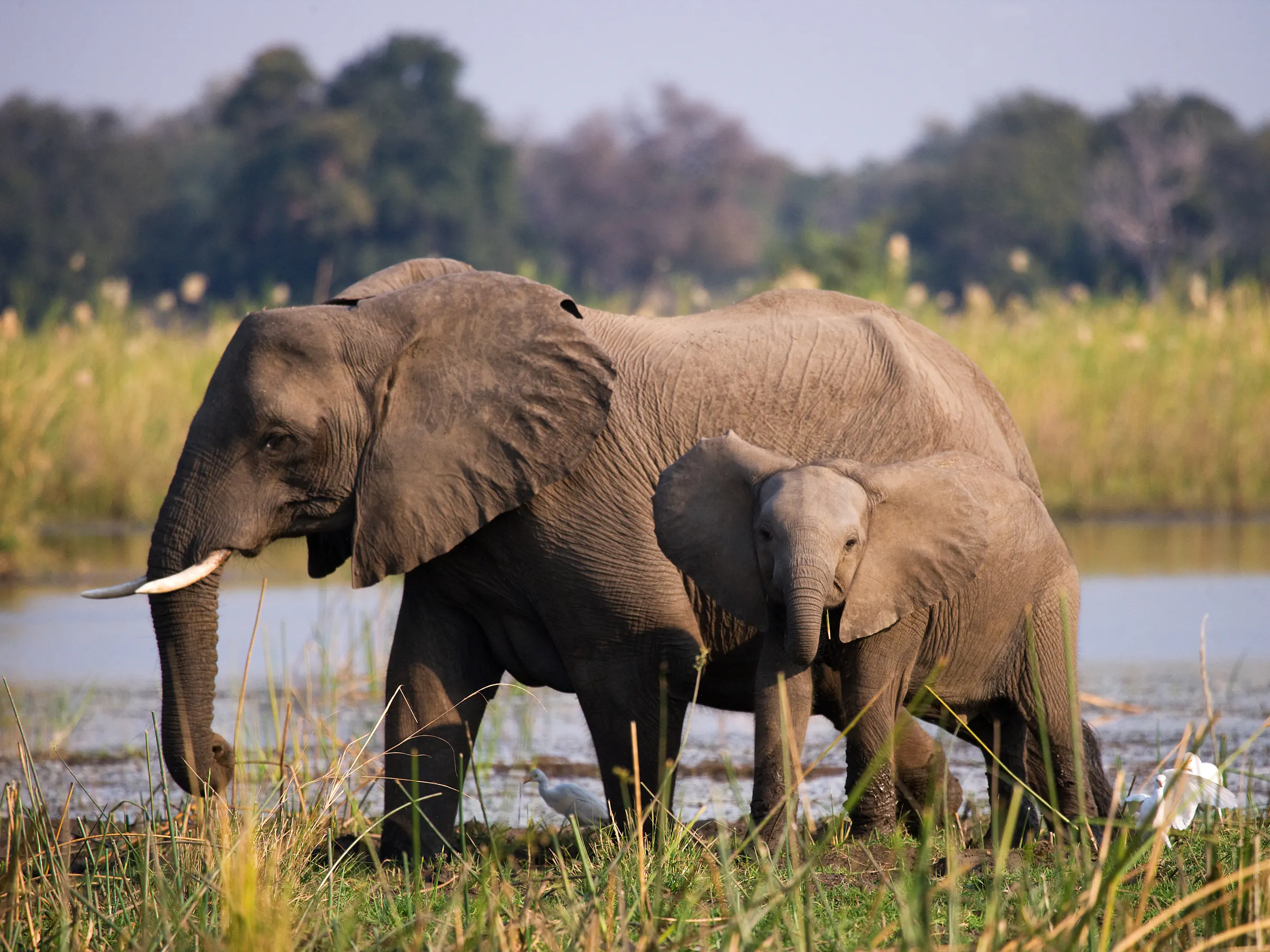 Two elephants walk side by side through low scrub vegetation along a wide river in Zambia.