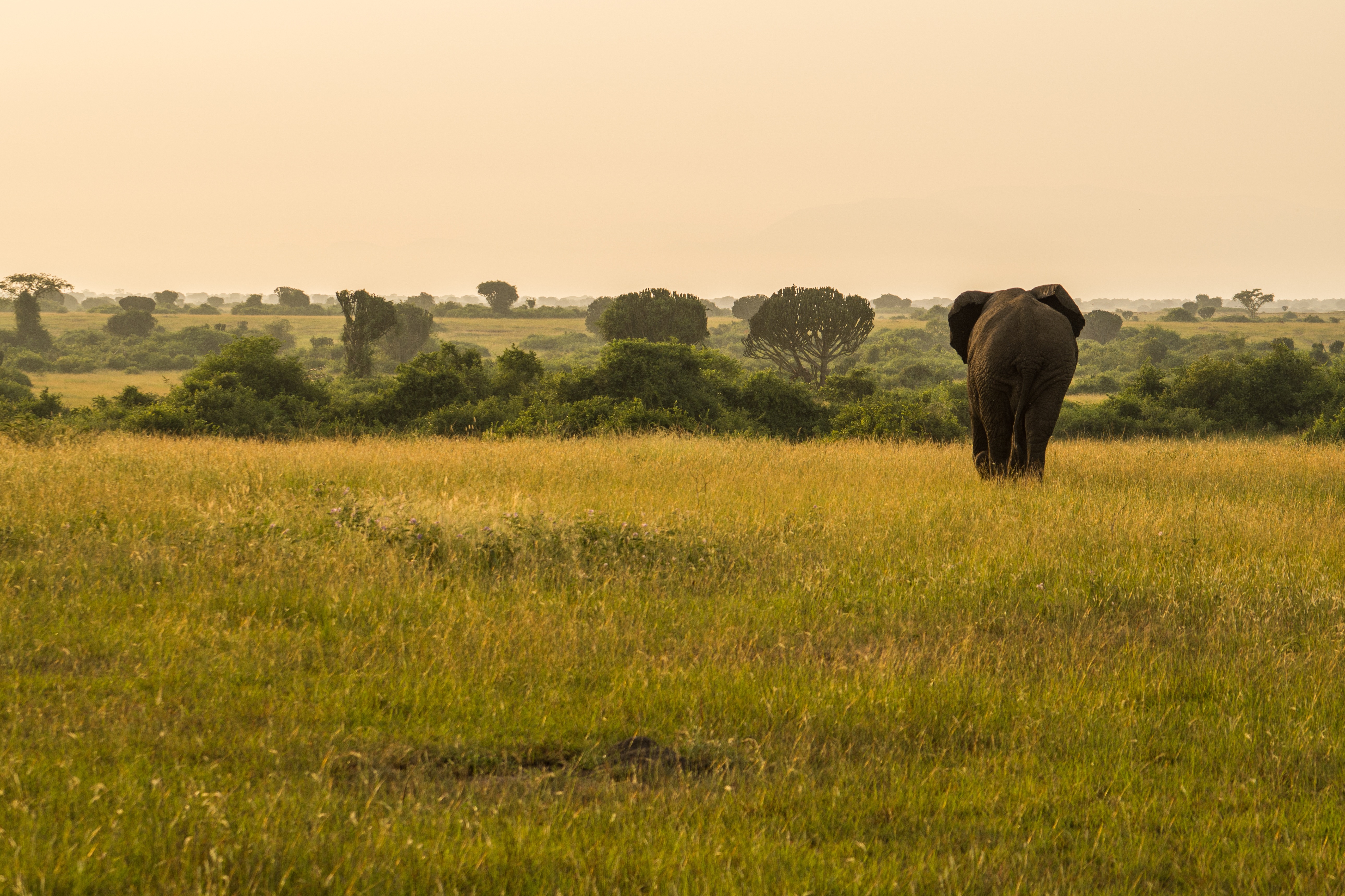 A herd of elephants moves through tall golden grassland under an open sky in Uganda.