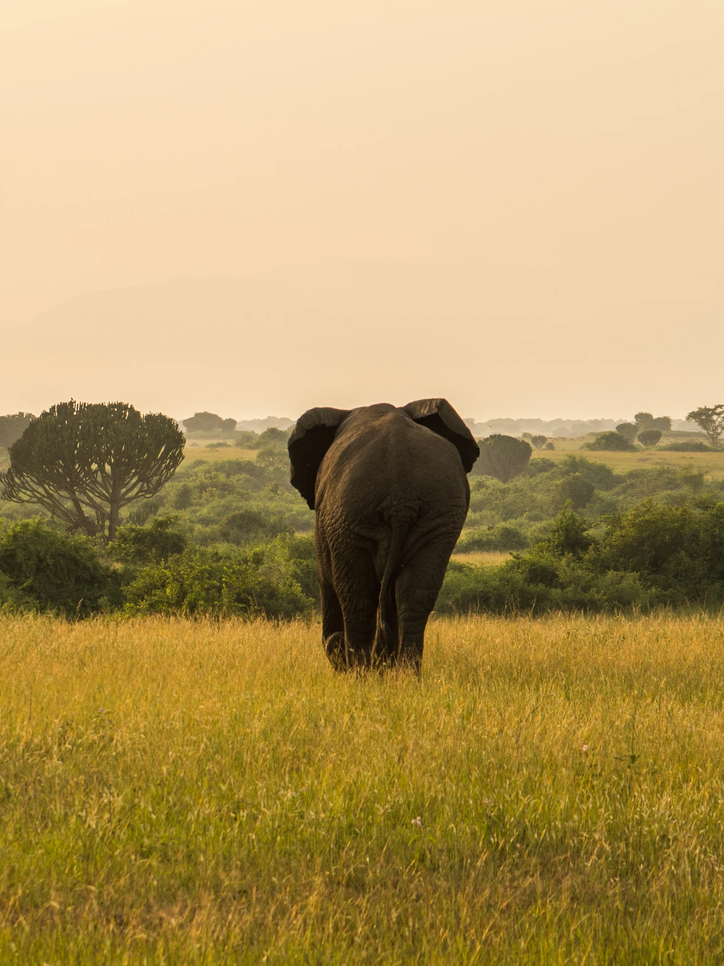 A herd of elephants moves through tall golden grassland under an open sky in Uganda.