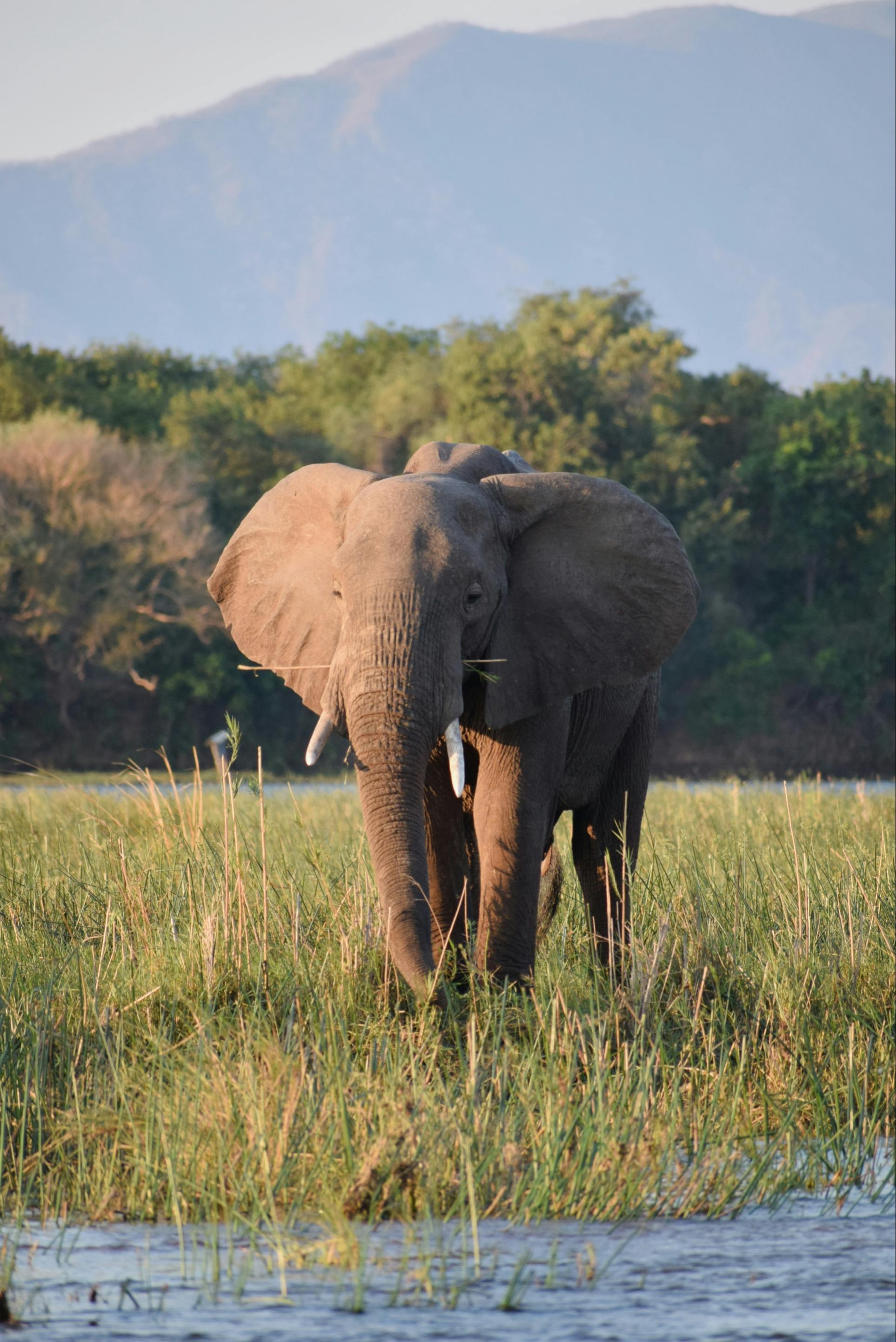 An elephant walks through tall dry grass toward a mountain backdrop in a Zambian landscape.
