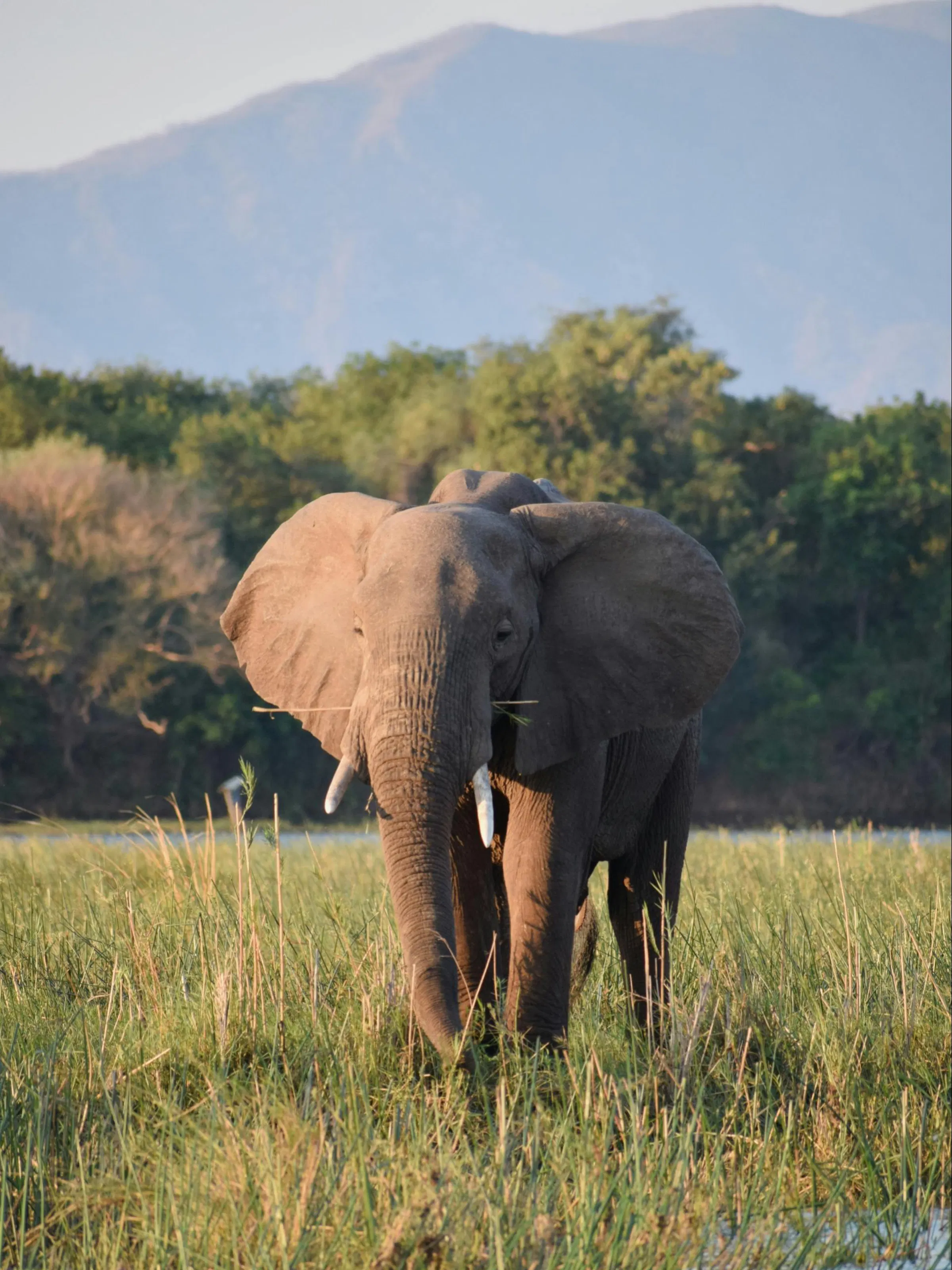 An elephant walks through tall dry grass toward a mountain backdrop in a Zambian landscape.