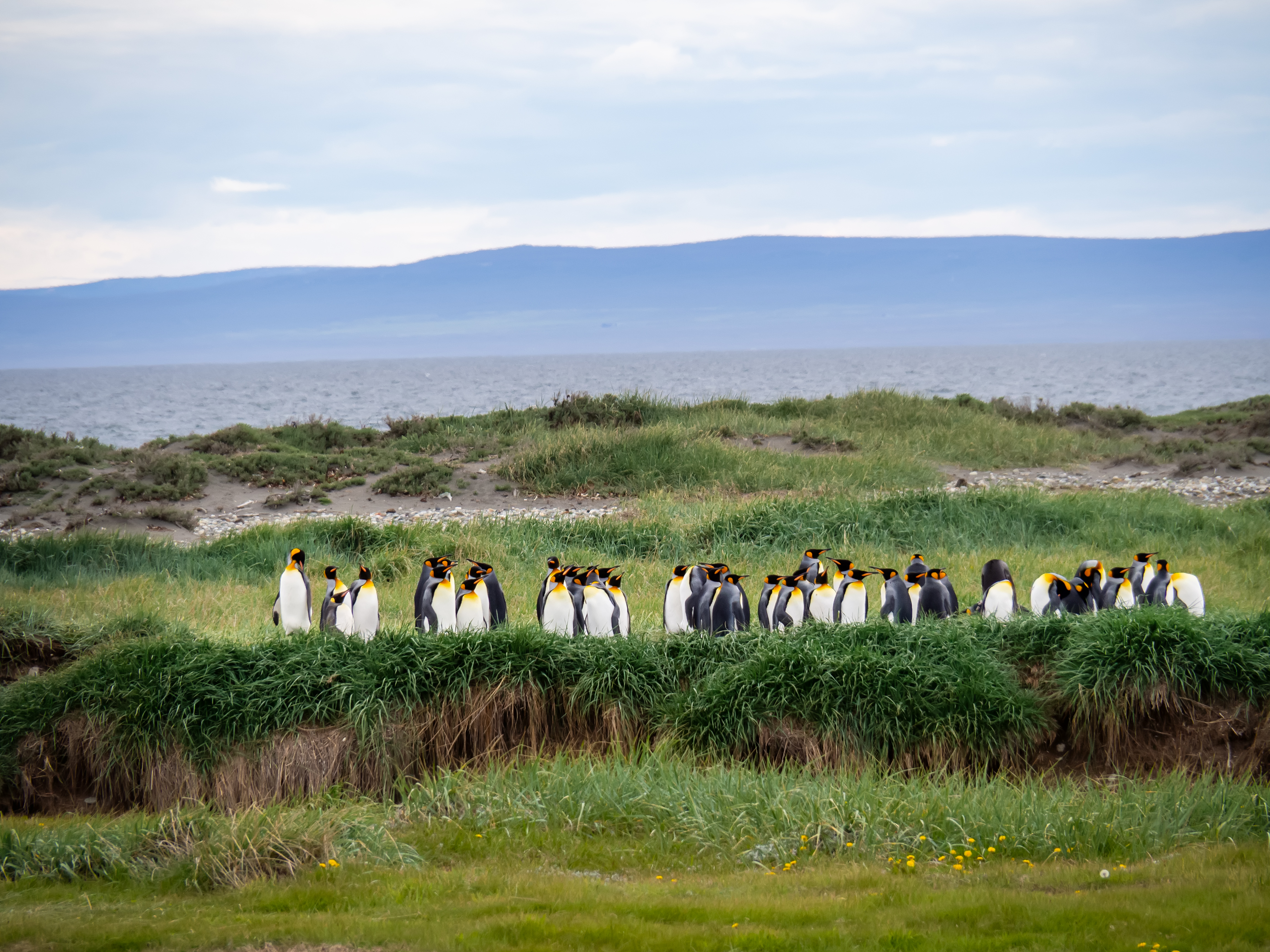 A flock of white birds wades in a shallow estuary with grassy fields and mountains beyond.