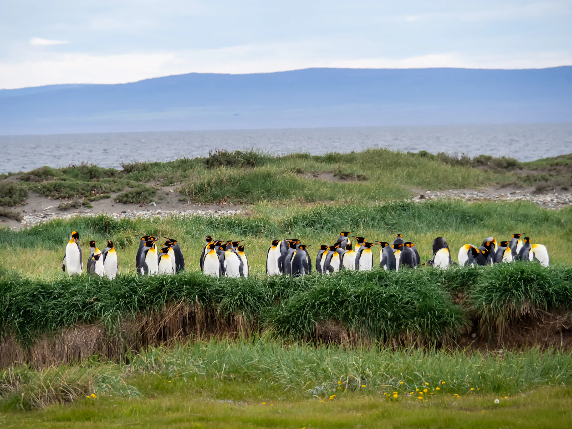 A flock of white birds wades in a shallow estuary with grassy fields and mountains beyond.