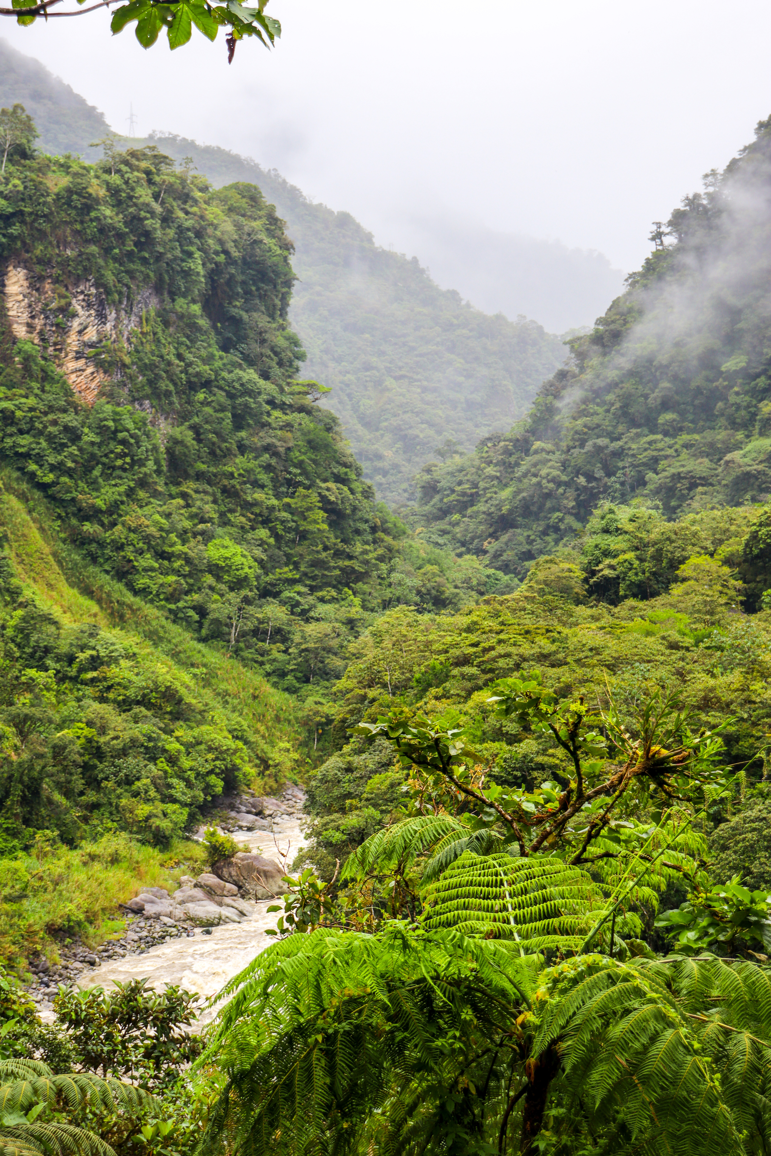 A narrow winding road disappears into dense mist-covered cloud forest in Ecuador.