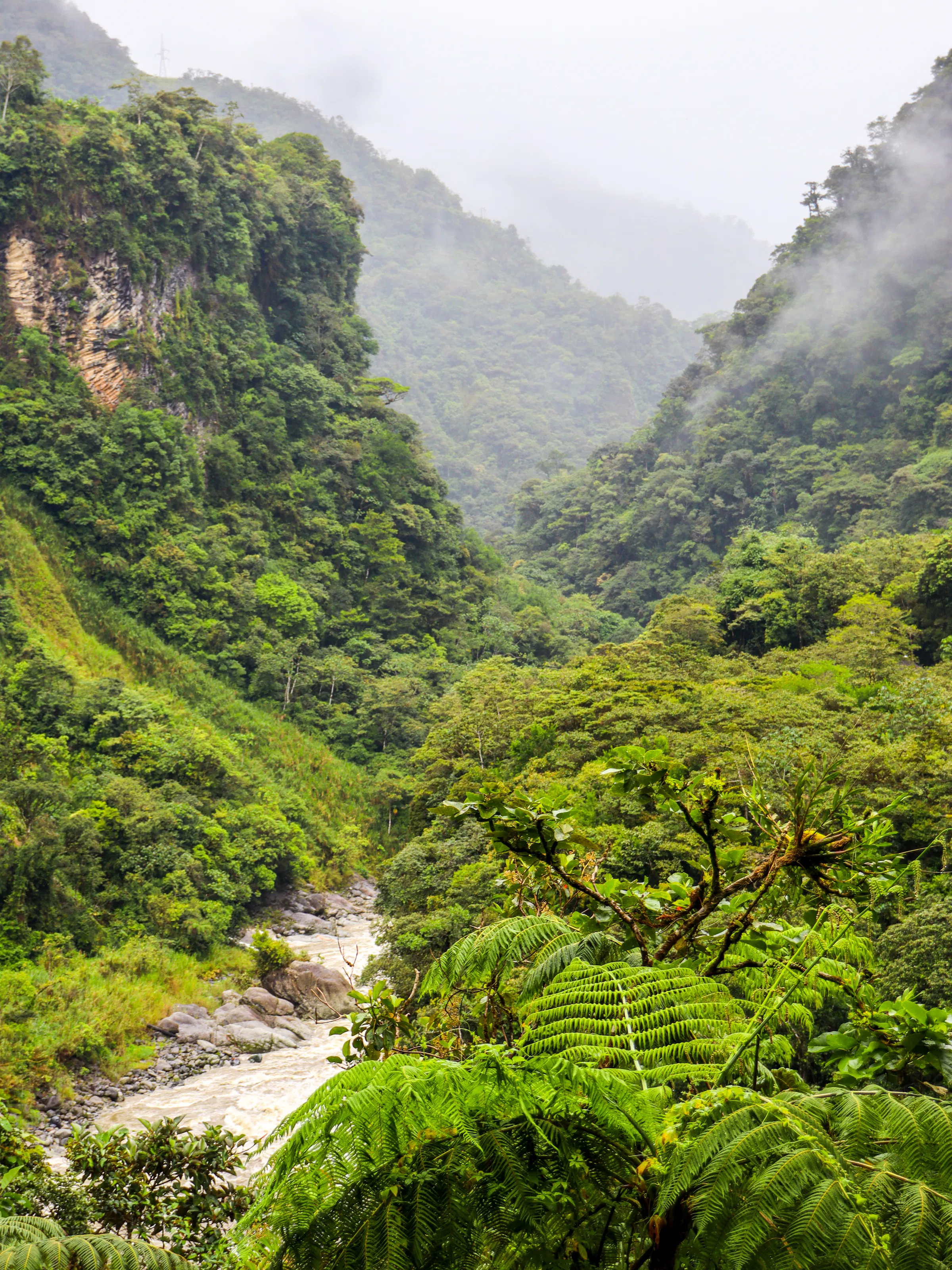A narrow winding road disappears into dense mist-covered cloud forest in Ecuador.
