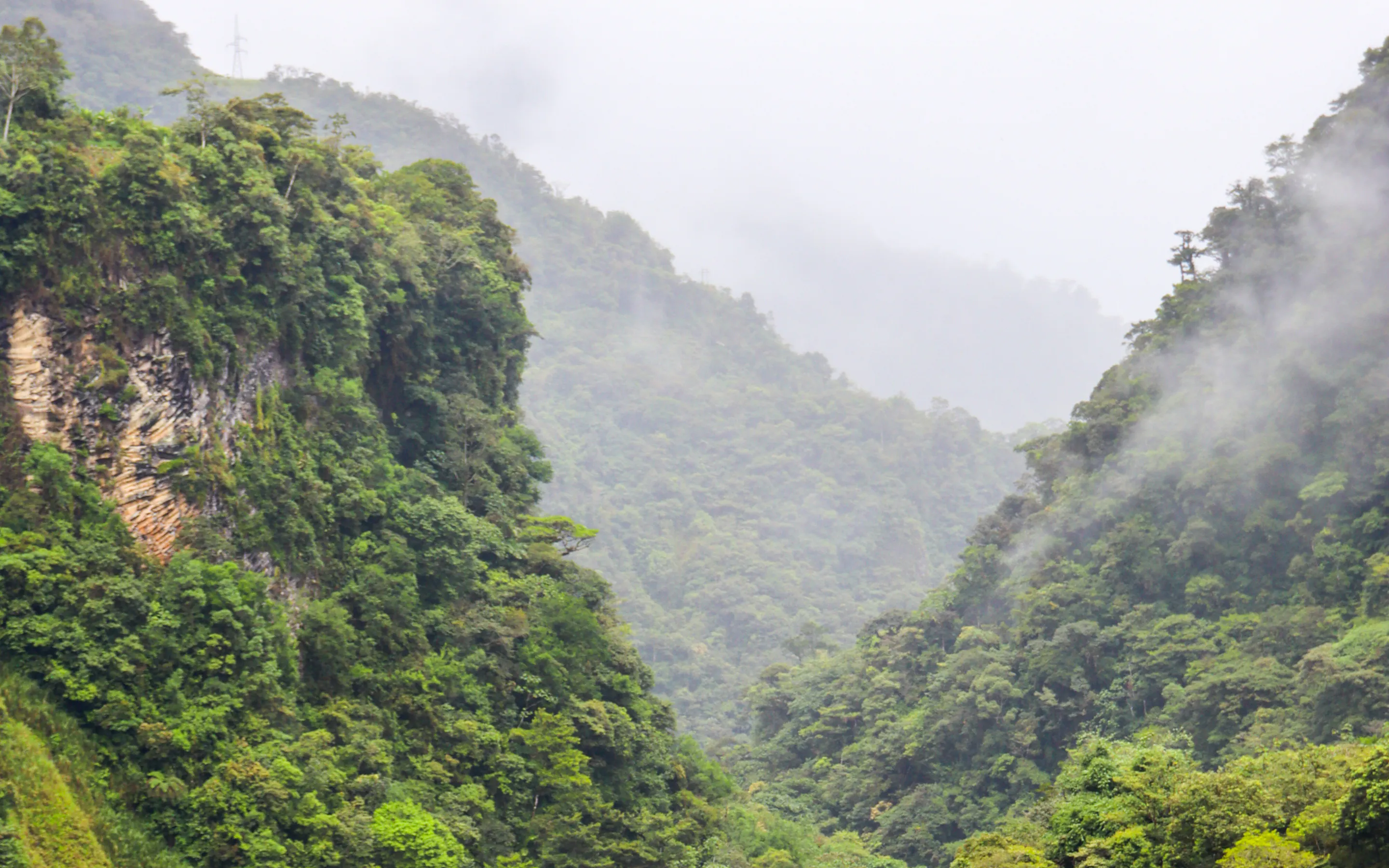 A narrow winding road disappears into dense mist-covered cloud forest in Ecuador.