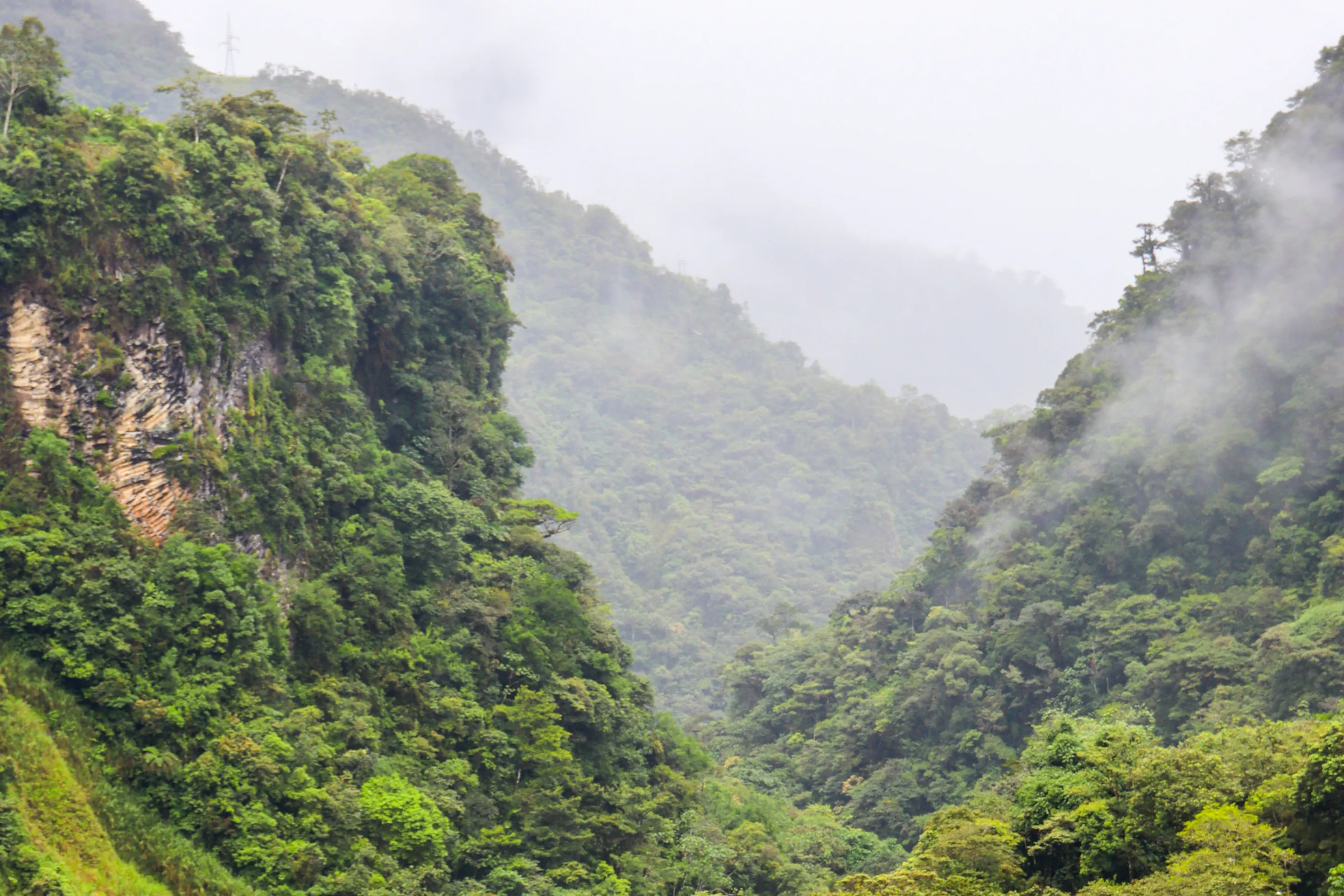 A narrow winding road disappears into dense mist-covered cloud forest in Ecuador.