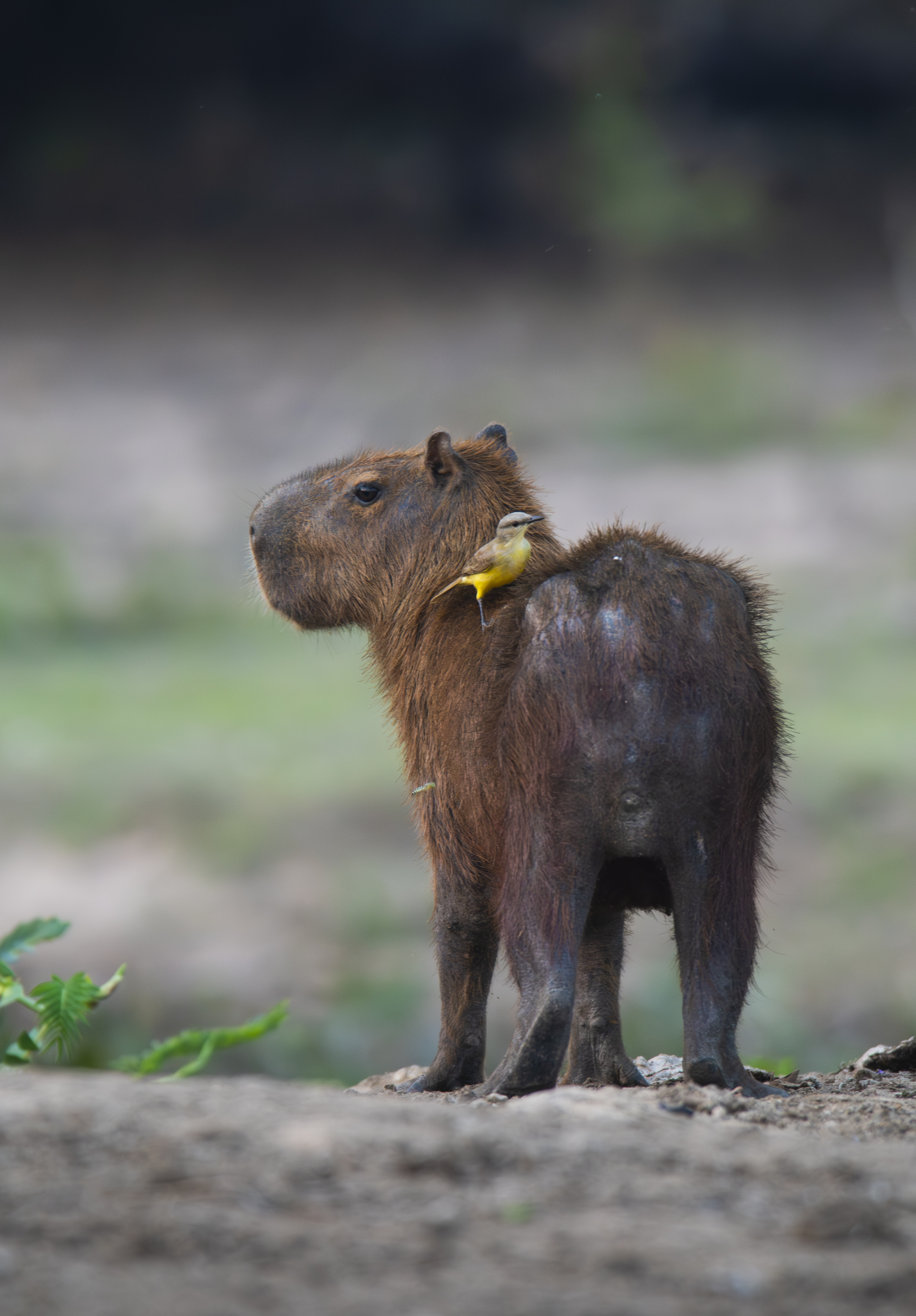 A capybara stands in tall grass in a wetland habitat in Argentina's Iberá reserve.