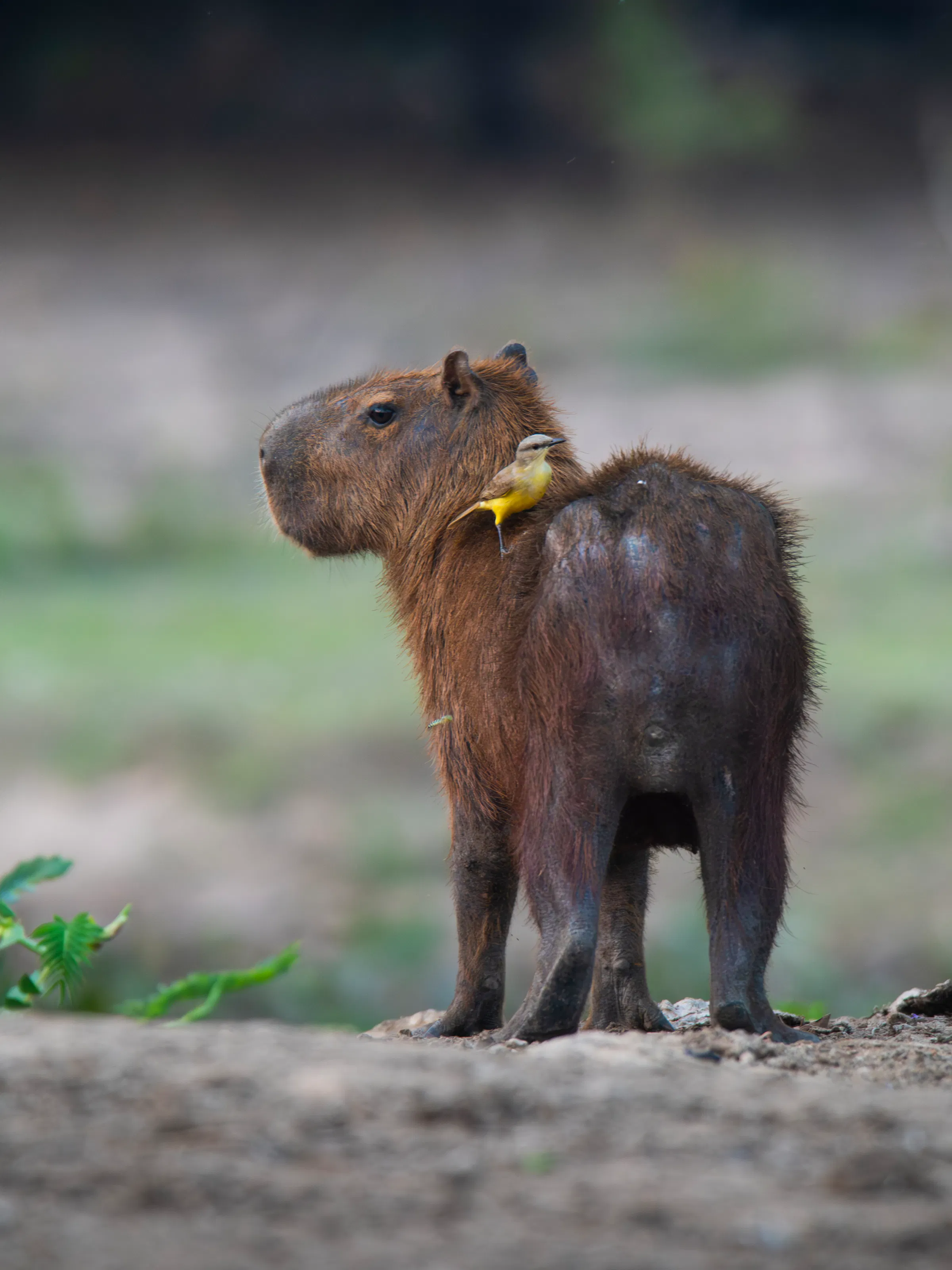 A capybara stands in tall grass in a wetland habitat in Argentina's Iberá reserve.