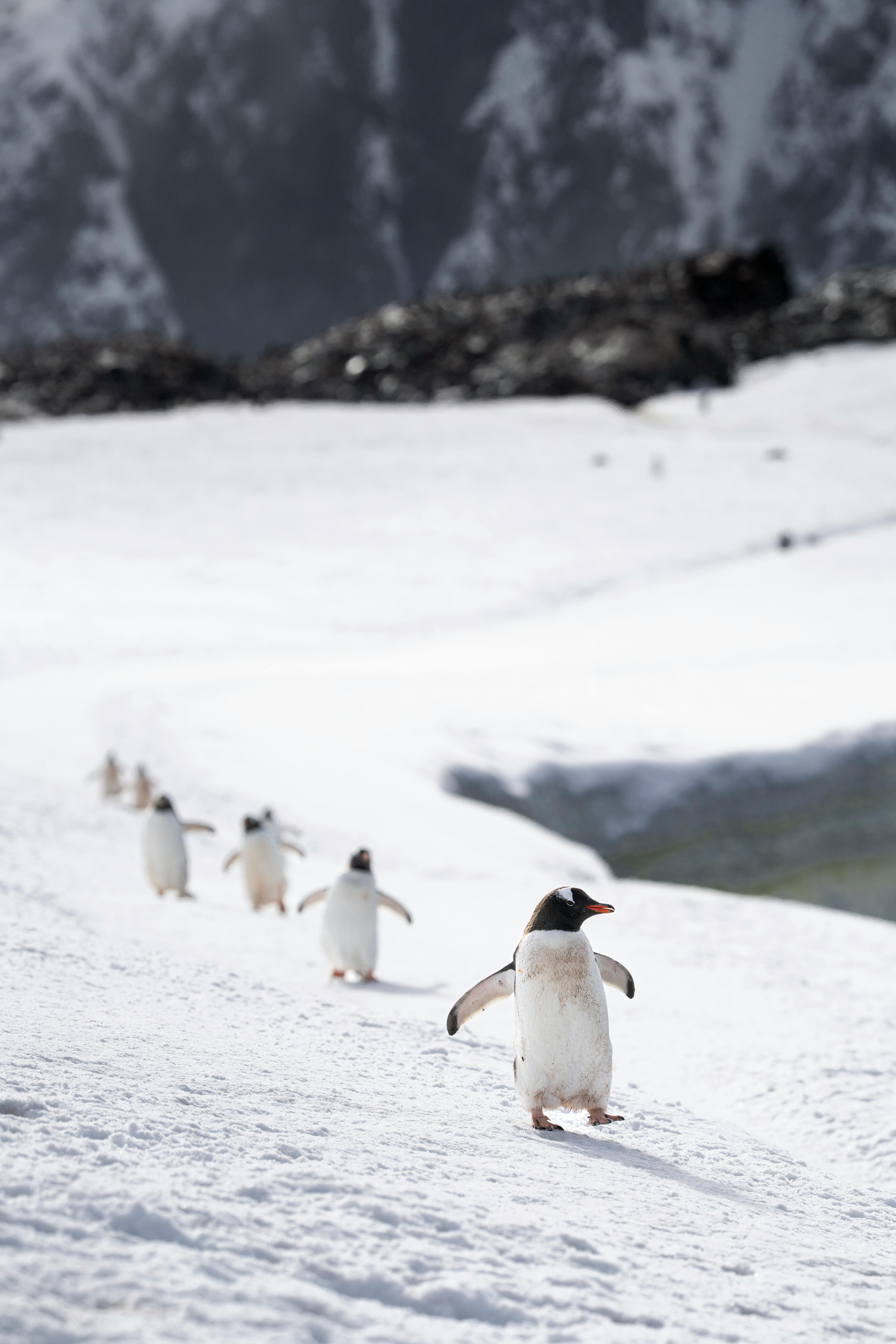 Two penguins waddle across a vast white snow field in Antarctica under a grey overcast sky.