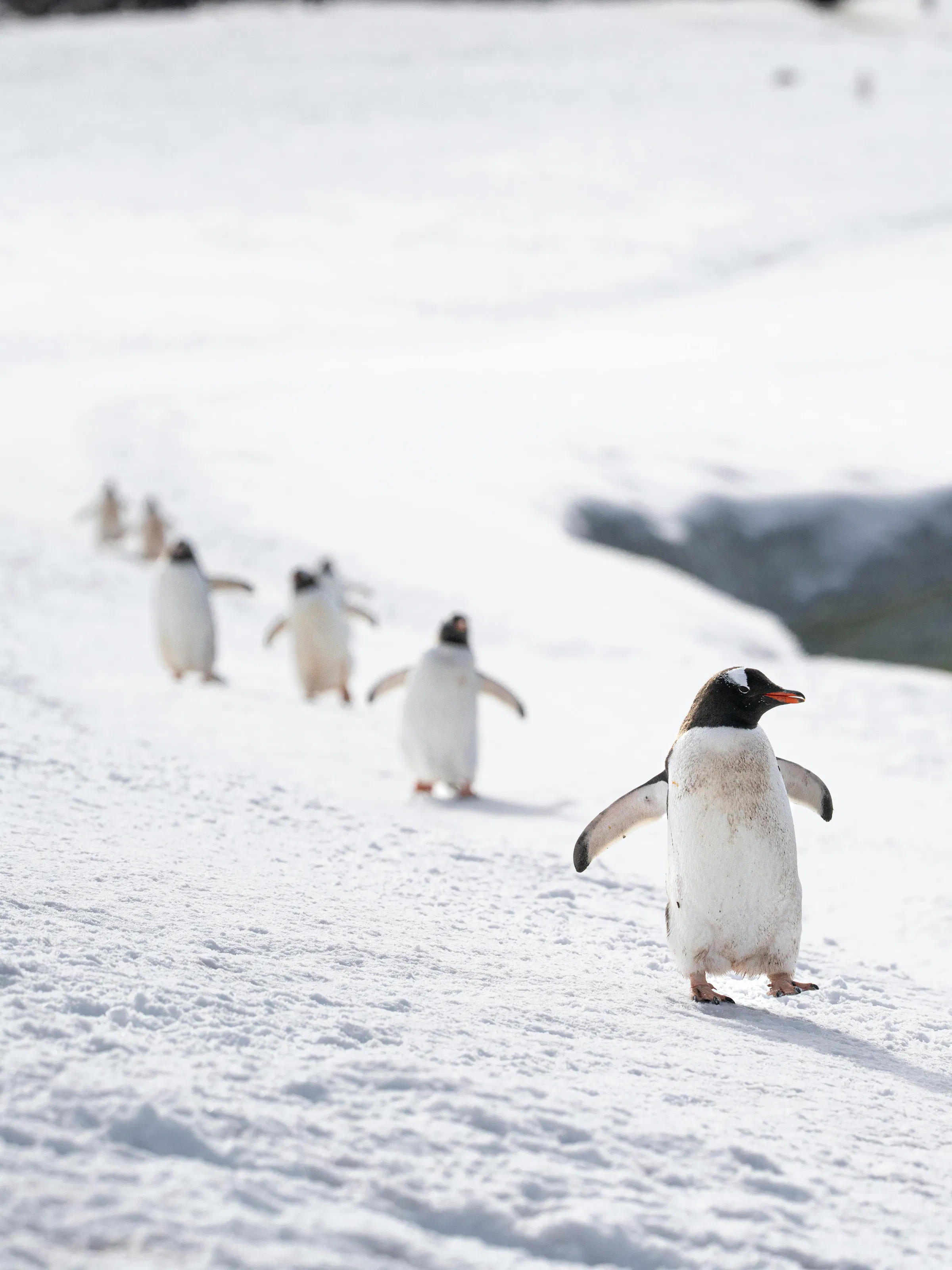 Two penguins waddle across a vast white snow field in Antarctica under a grey overcast sky.